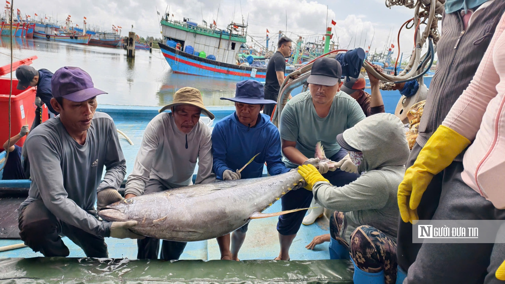 Cận cảnh đầy k&iacute;n hầm c&aacute; ngừ đại dương sau chuyến biển 2 tuần của ngư d&acirc;n Quảng Ng&atilde;i- Ảnh 11.