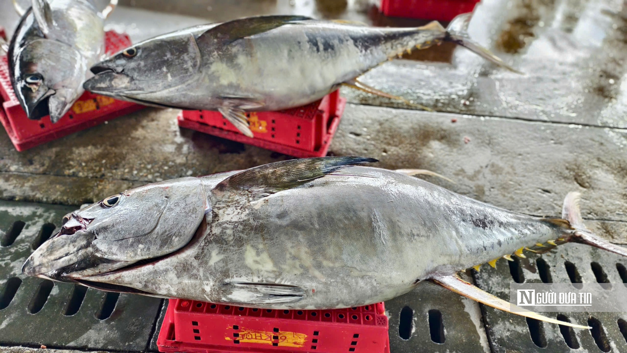 Cận cảnh đầy k&iacute;n hầm c&aacute; ngừ đại dương sau chuyến biển 2 tuần của ngư d&acirc;n Quảng Ng&atilde;i- Ảnh 12.