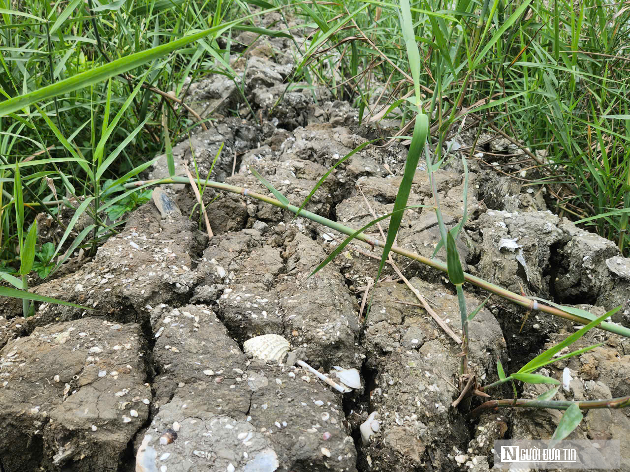 Chuyện lão nông ở phá Hạc Hải – kỳ cuối: Mô hình kinh tế cho thu nhập “khủng” mỗi năm - Ảnh 3.
