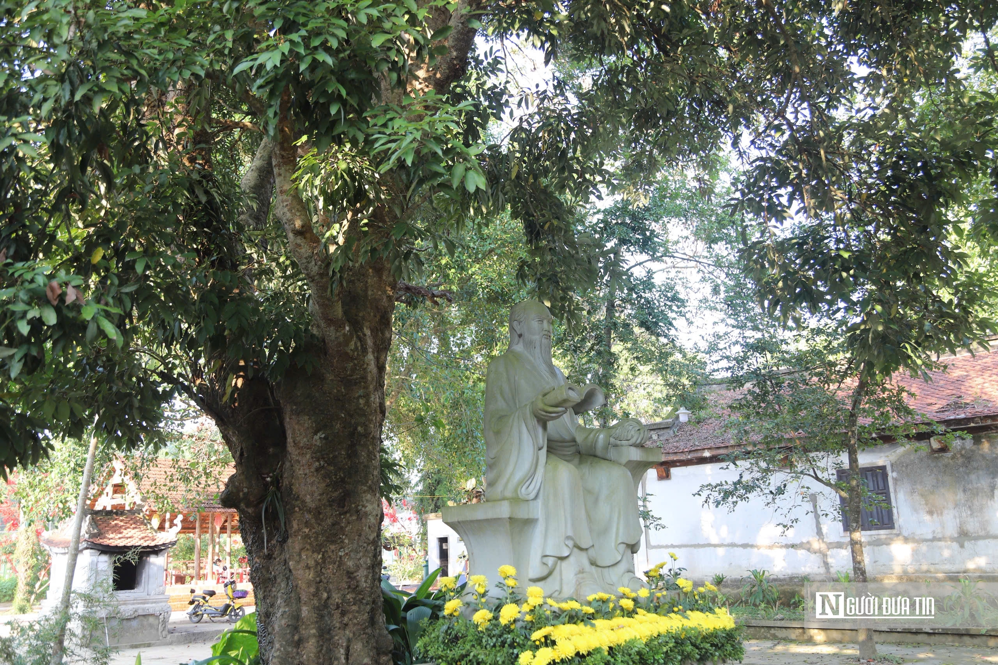 Chiêm ngưỡng cây vải cổ gần 300 năm “lưu giữ” cuộc đời đại danh y Hải thượng Lãn Ông - Ảnh 2.