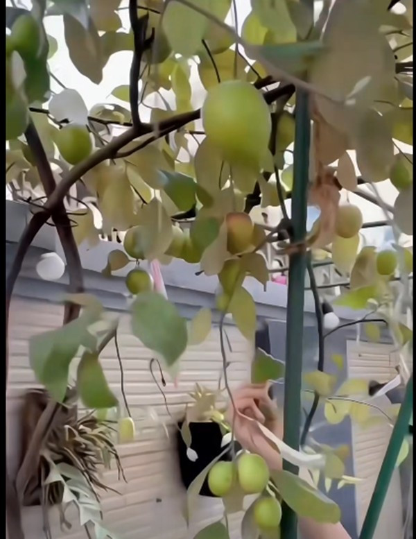 "Nữ hoàng dân ca" và điều kỳ lạ trong khu vườn ở biệt thự triệu đô - Ảnh 7.