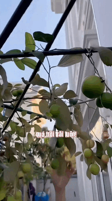 "Nữ ho&agrave;ng d&acirc;n ca" v&agrave; điều kỳ lạ trong khu vườn ở biệt thự triệu đ&ocirc;  - Ảnh 5.