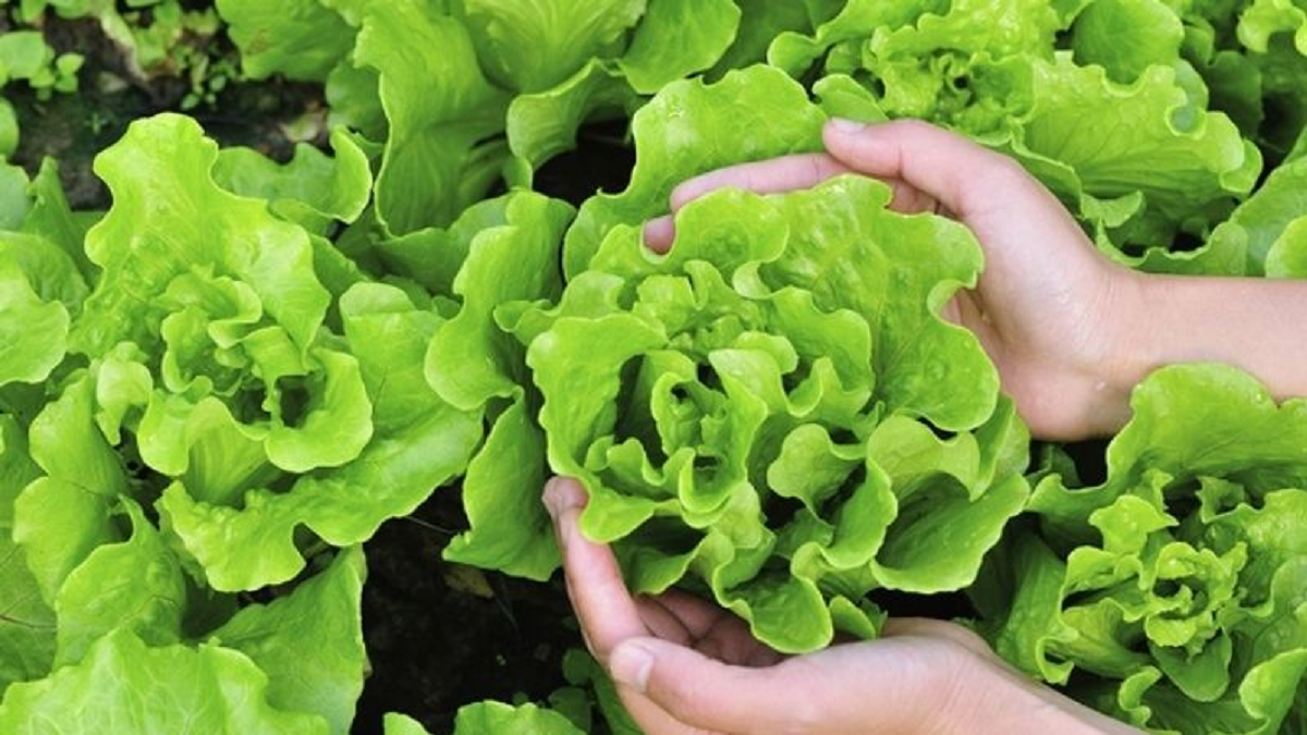 Việt Nam có loại rau được ca ngợi 