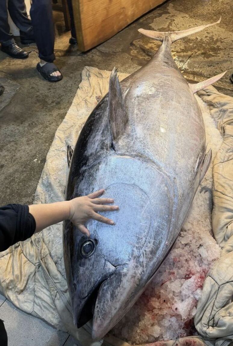 Ngư dân bắt được con cá ngừ khổng lồ dài 2,37 mét, nặng 280kg - Ảnh 1.