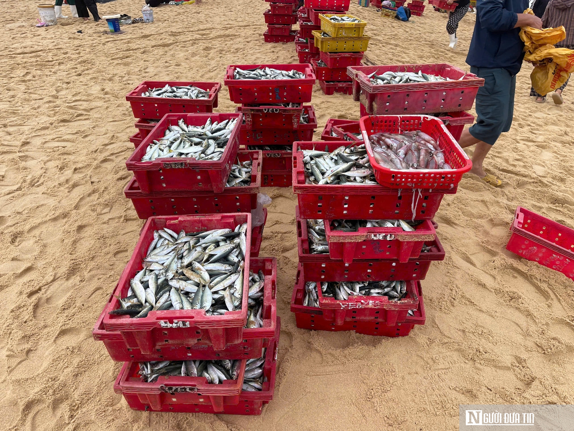 Rộn ràng cảnh mua bán “lộc biển” ngay tại bờ sau một đêm đánh bắt - Ảnh 5.