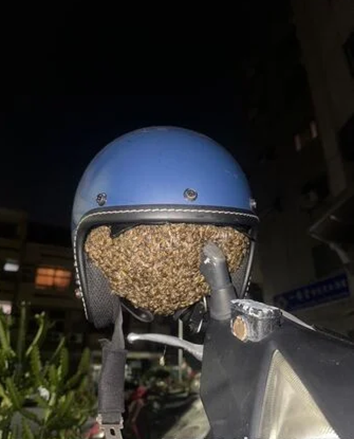 Để mũ bảo hiểm qua đêm, người phụ nữ sốc nặng khi thấy cảnh tượng 