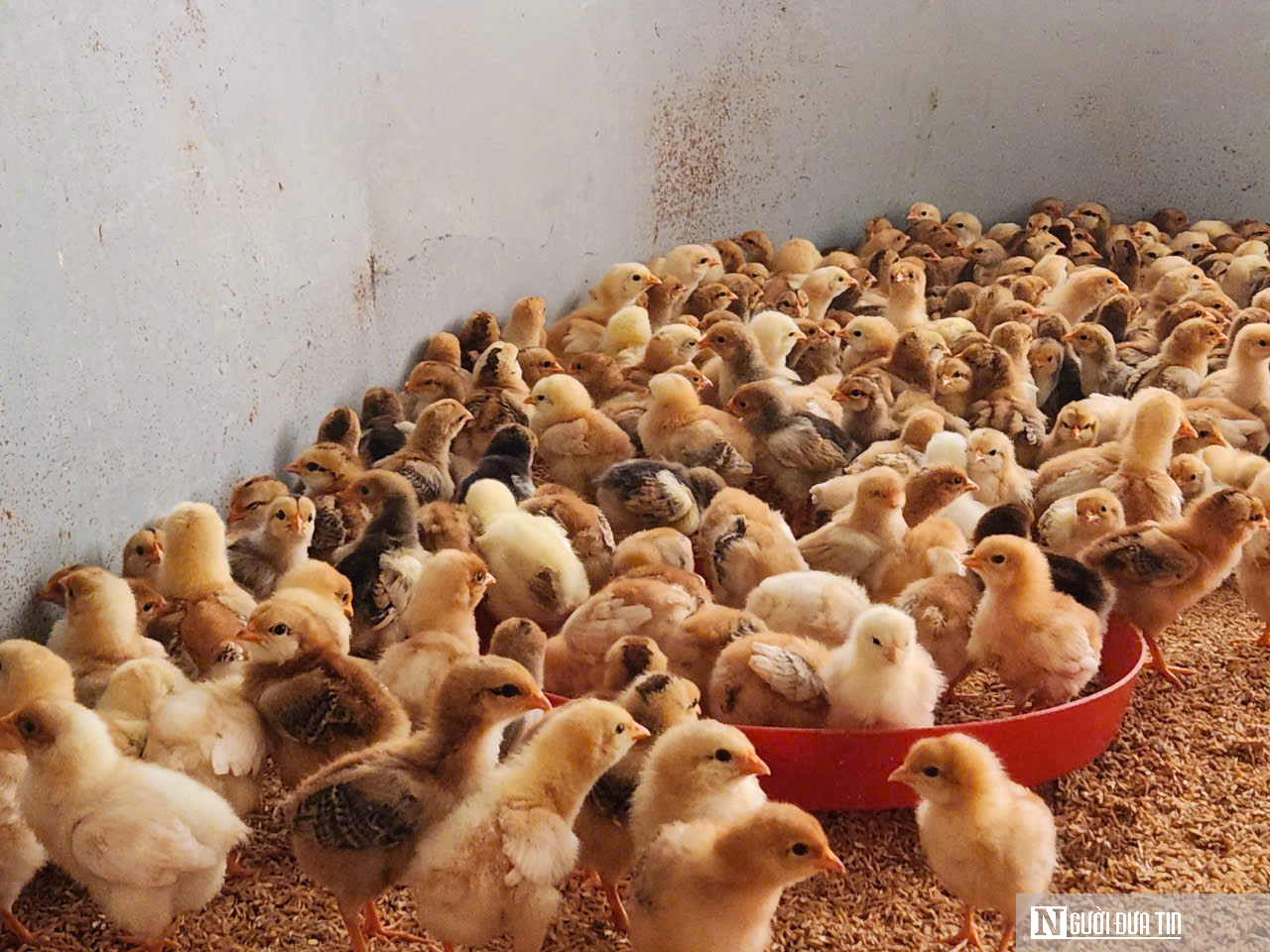 Lương vài chục triệu, bác sĩ thú y vẫn bỏ việc về mở trang trại thu gần 9 tỷ mỗi năm- Ảnh 3.