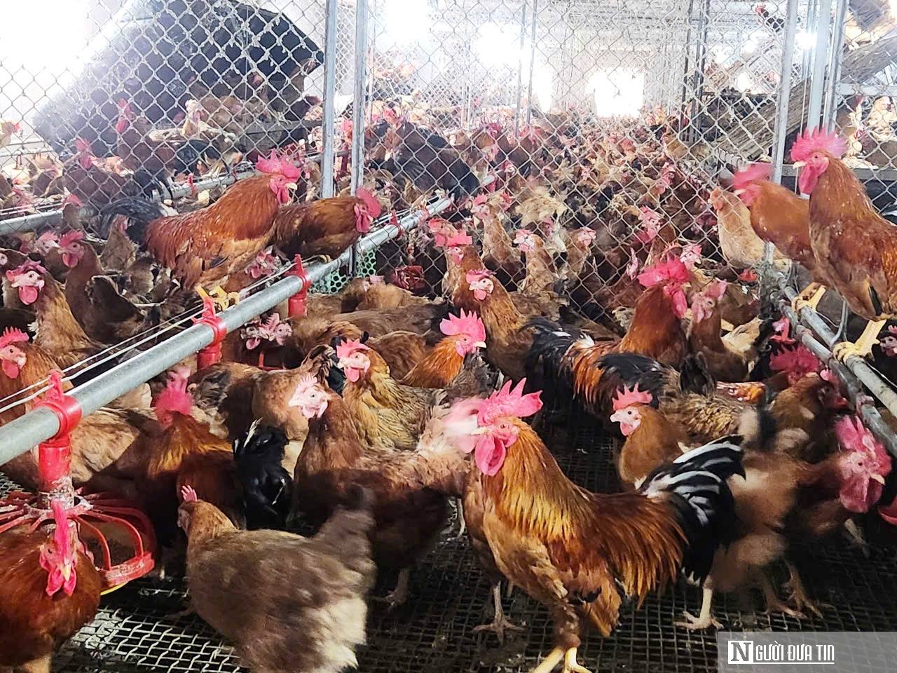 Lương vài chục triệu, bác sĩ thú y vẫn bỏ việc về mở trang trại thu gần 9 tỷ mỗi năm- Ảnh 4.