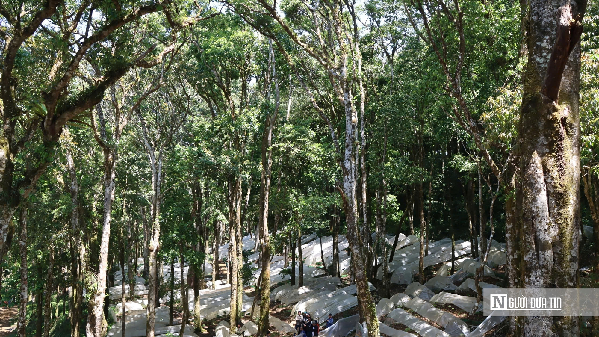 Cận cảnh Sâm Ngọc Linh bật mầm sau mùa ngủ đông- Ảnh 5. Cận cảnh Sâm Ngọc Linh bật mầm sau mùa ngủ đông- Ảnh 5.