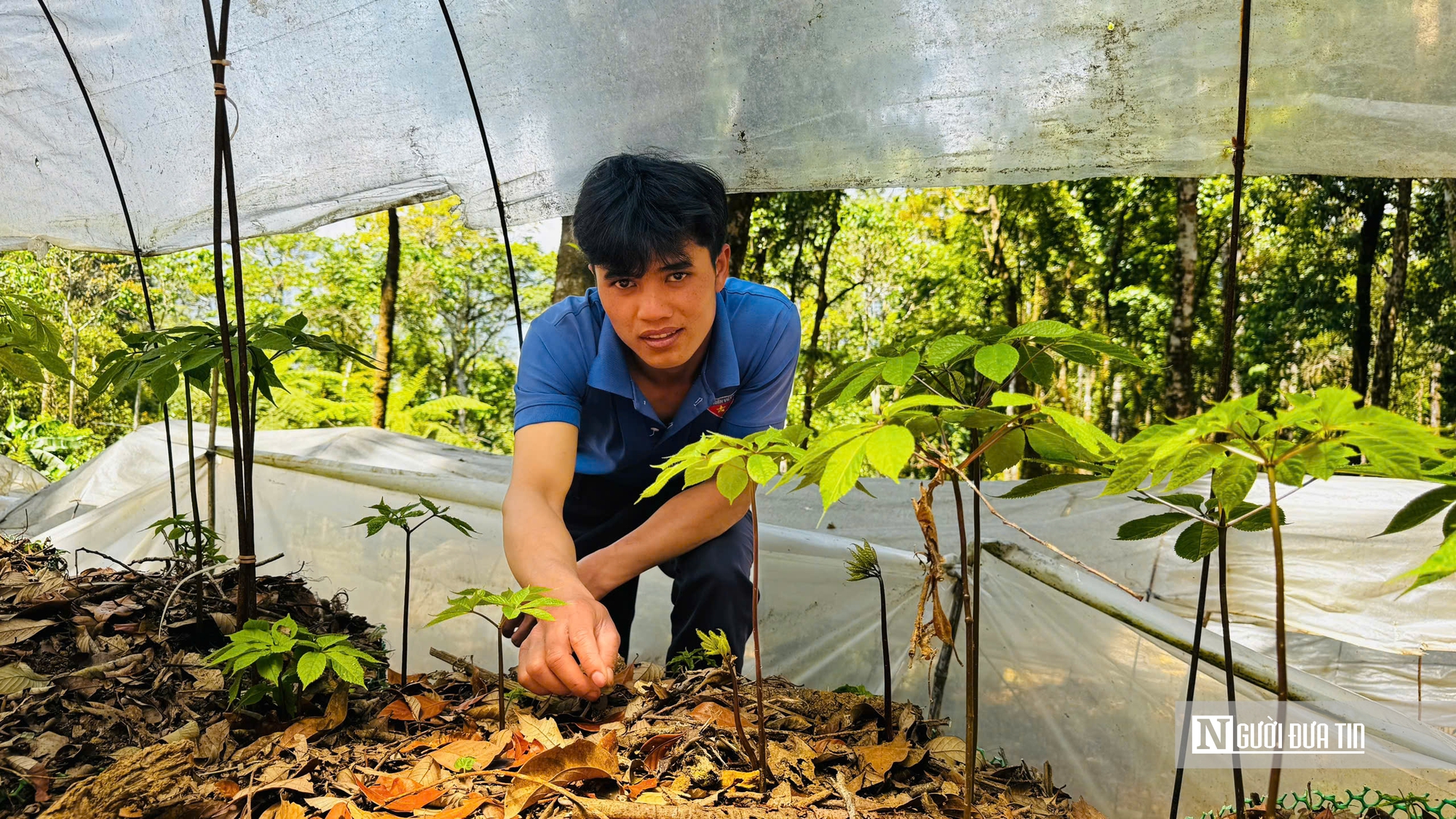 Cận cảnh Sâm Ngọc Linh bật mầm sau mùa ngủ đông- Ảnh 6. Cận cảnh Sâm Ngọc Linh bật mầm sau mùa ngủ đông- Ảnh 6.