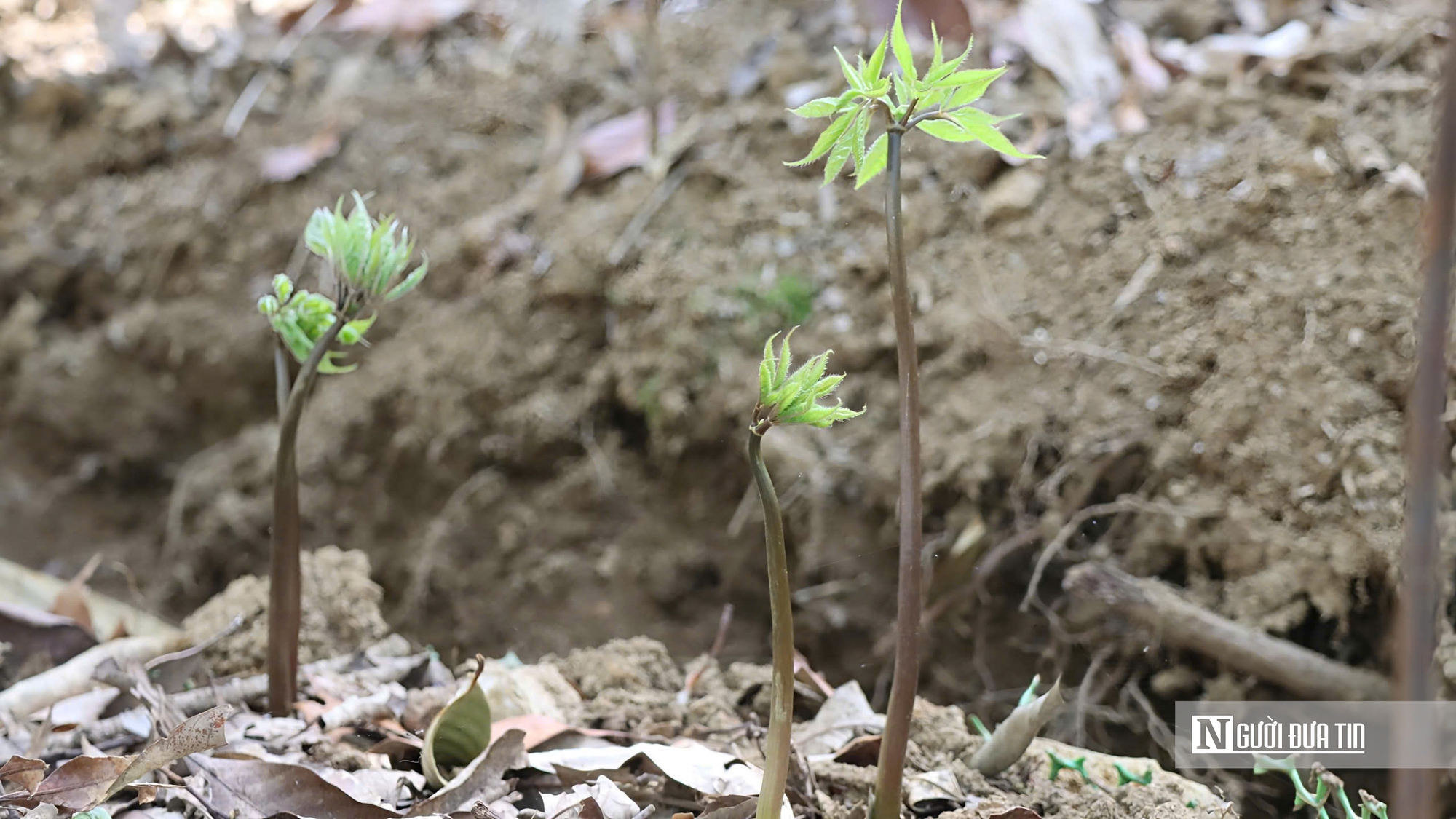 Cận cảnh Sâm Ngọc Linh bật mầm sau mùa ngủ đông- Ảnh 10. Cận cảnh Sâm Ngọc Linh bật mầm sau mùa ngủ đông- Ảnh 10.