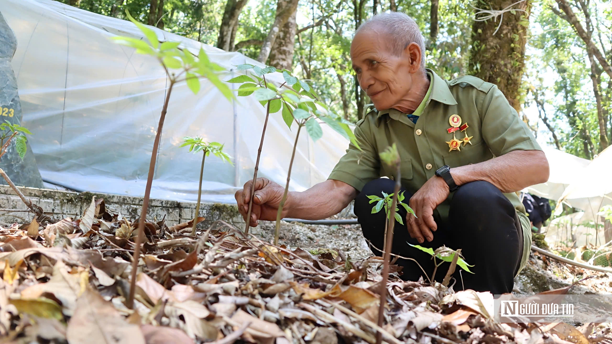 Cận cảnh Sâm Ngọc Linh bật mầm sau mùa ngủ đông- Ảnh 11. Cận cảnh Sâm Ngọc Linh bật mầm sau mùa ngủ đông- Ảnh 11.