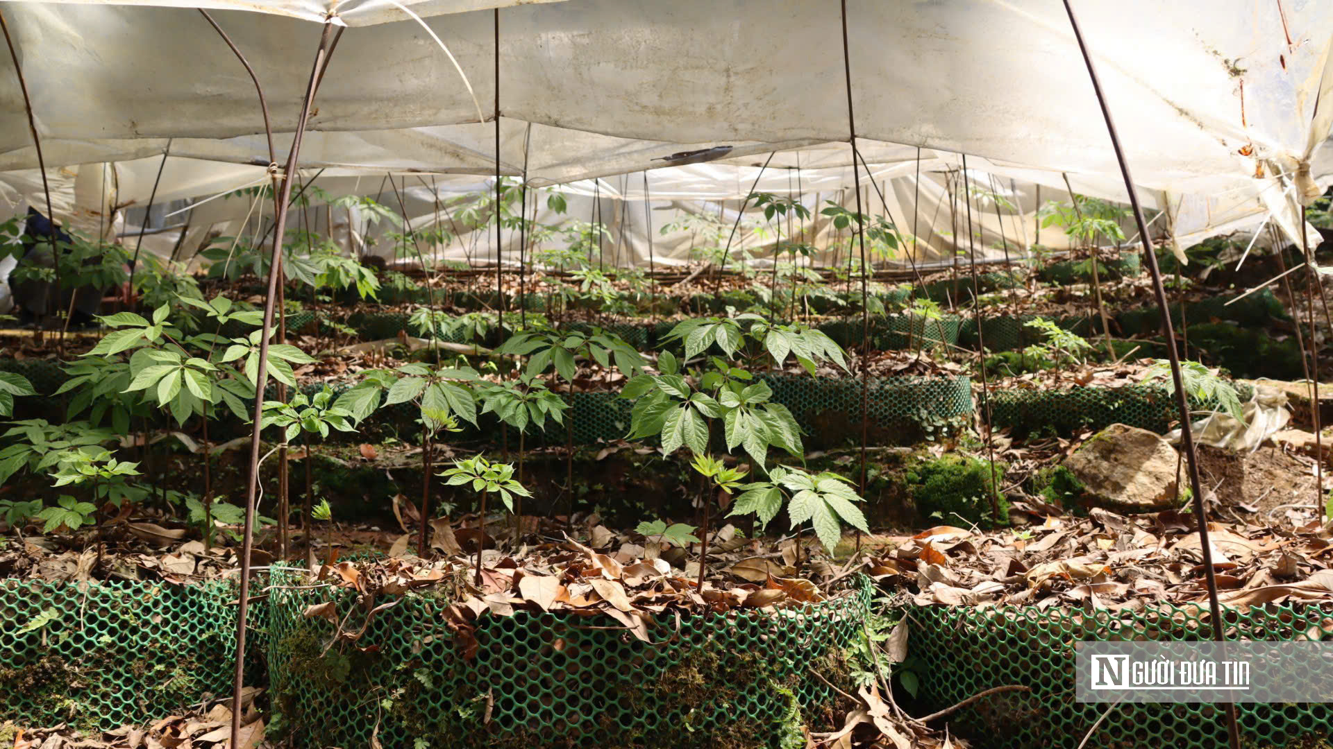 Cận cảnh Sâm Ngọc Linh bật mầm sau mùa ngủ đông- Ảnh 12. Cận cảnh Sâm Ngọc Linh bật mầm sau mùa ngủ đông- Ảnh 12.