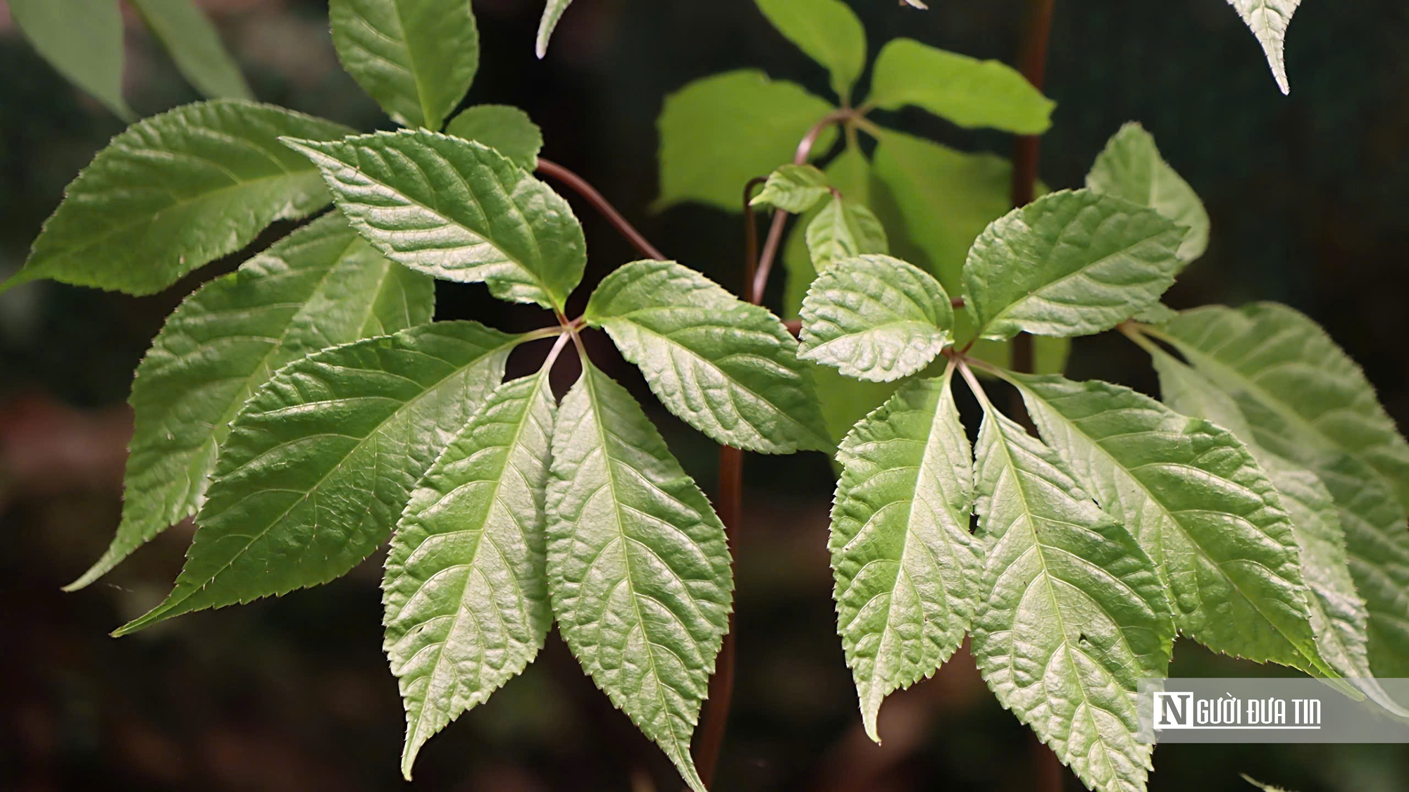 Cận cảnh Sâm Ngọc Linh bật mầm sau mùa ngủ đông- Ảnh 13. Cận cảnh Sâm Ngọc Linh bật mầm sau mùa ngủ đông- Ảnh 13.