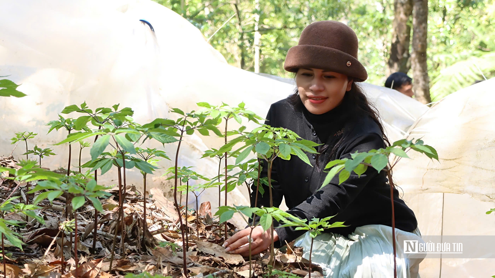 Cận cảnh Sâm Ngọc Linh bật mầm sau mùa ngủ đông- Ảnh 2. Cận cảnh Sâm Ngọc Linh bật mầm sau mùa ngủ đông- Ảnh 2.