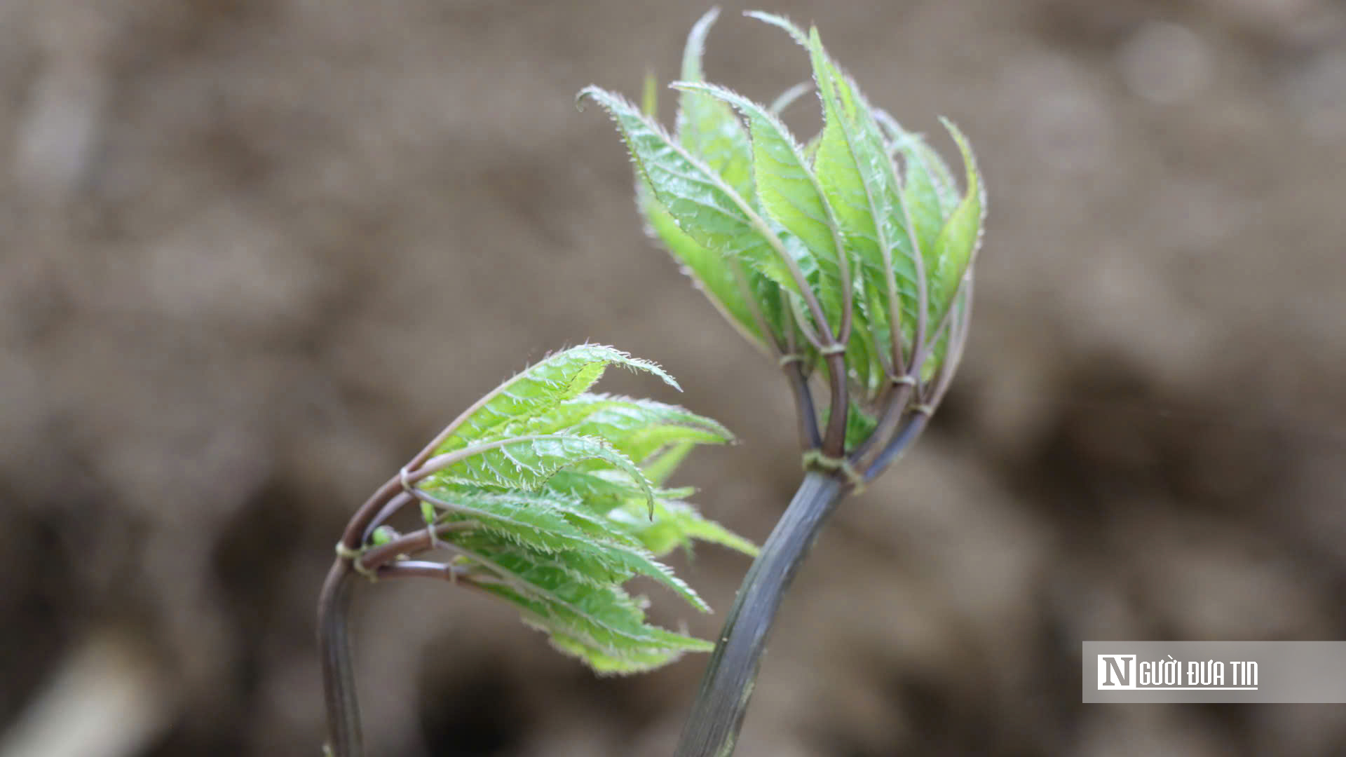 Cận cảnh Sâm Ngọc Linh bật mầm sau mùa ngủ đông- Ảnh 3. Cận cảnh Sâm Ngọc Linh bật mầm sau mùa ngủ đông- Ảnh 3.