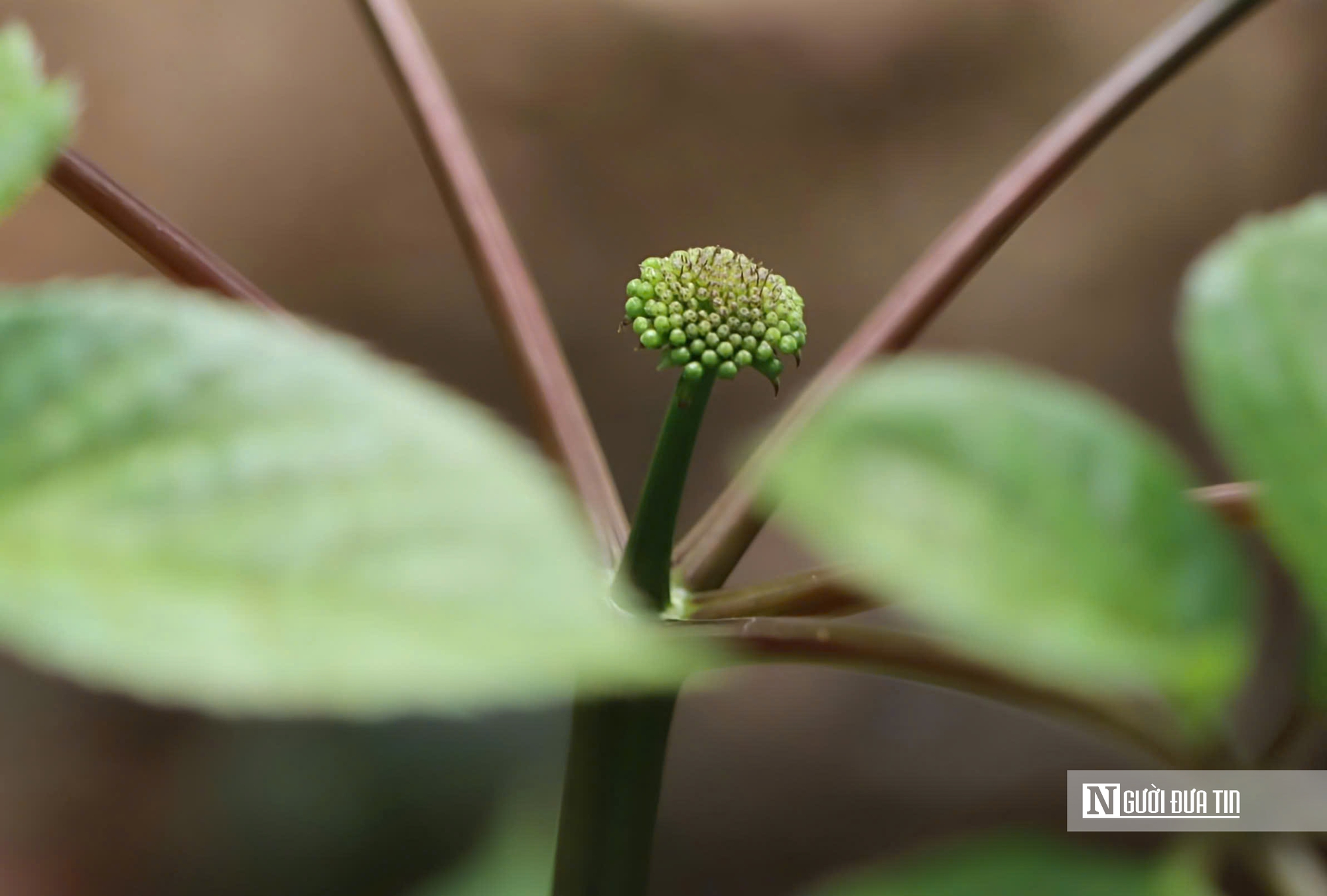 Cận cảnh Sâm Ngọc Linh bật mầm sau mùa ngủ đông- Ảnh 4. Cận cảnh Sâm Ngọc Linh bật mầm sau mùa ngủ đông- Ảnh 4.