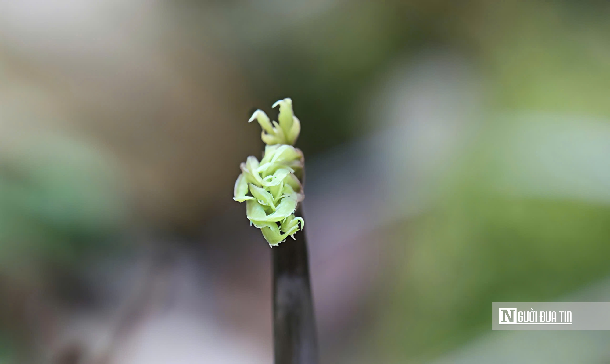 Cận cảnh Sâm Ngọc Linh bật mầm sau mùa ngủ đông- Ảnh 7. Cận cảnh Sâm Ngọc Linh bật mầm sau mùa ngủ đông- Ảnh 7.