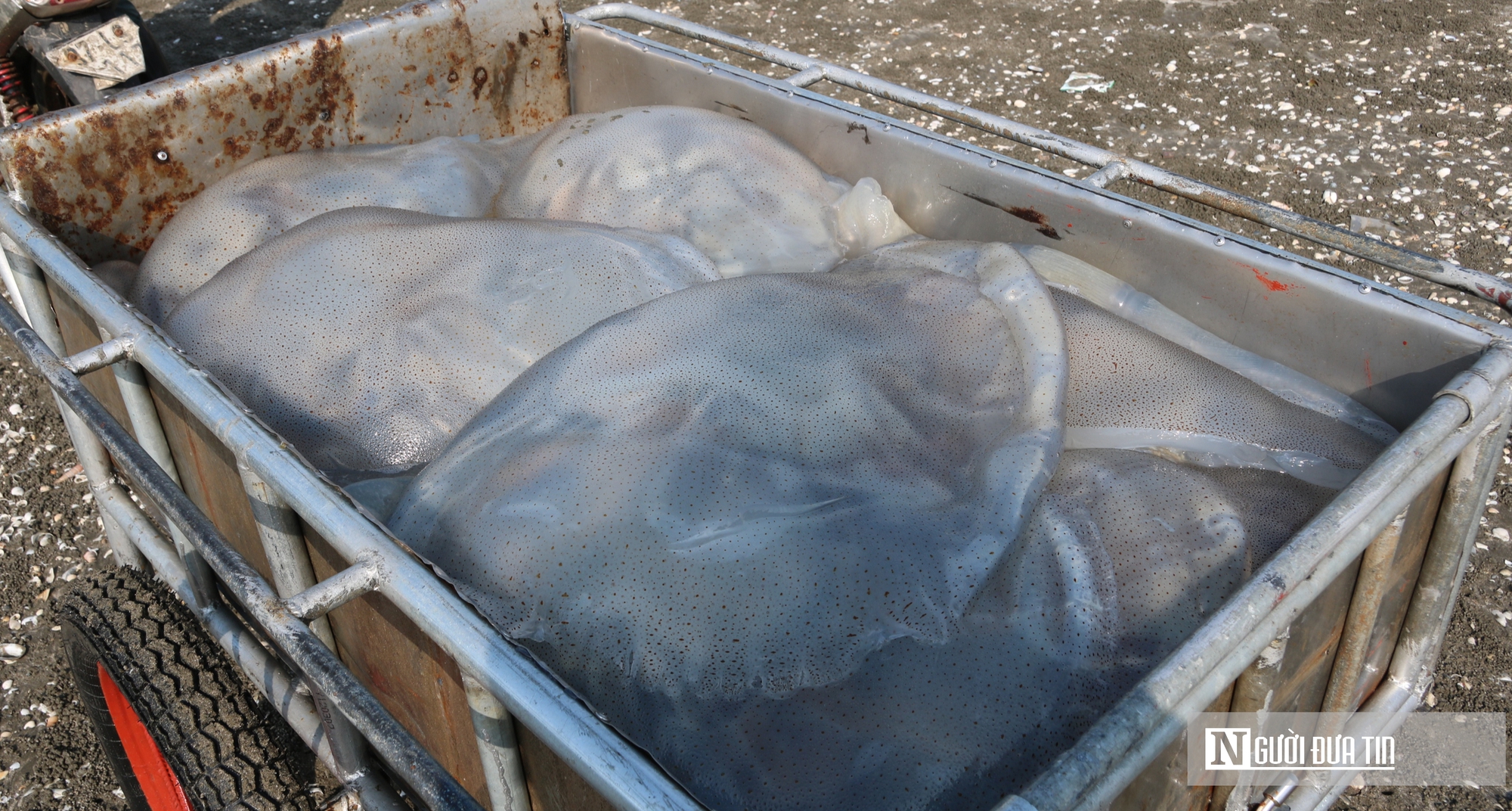 Săn "lộc biển", ngư dân bỏ túi vài triệu mỗi ngày- Ảnh 4. Săn "lộc biển", ngư dân bỏ túi vài triệu mỗi ngày- Ảnh 4.