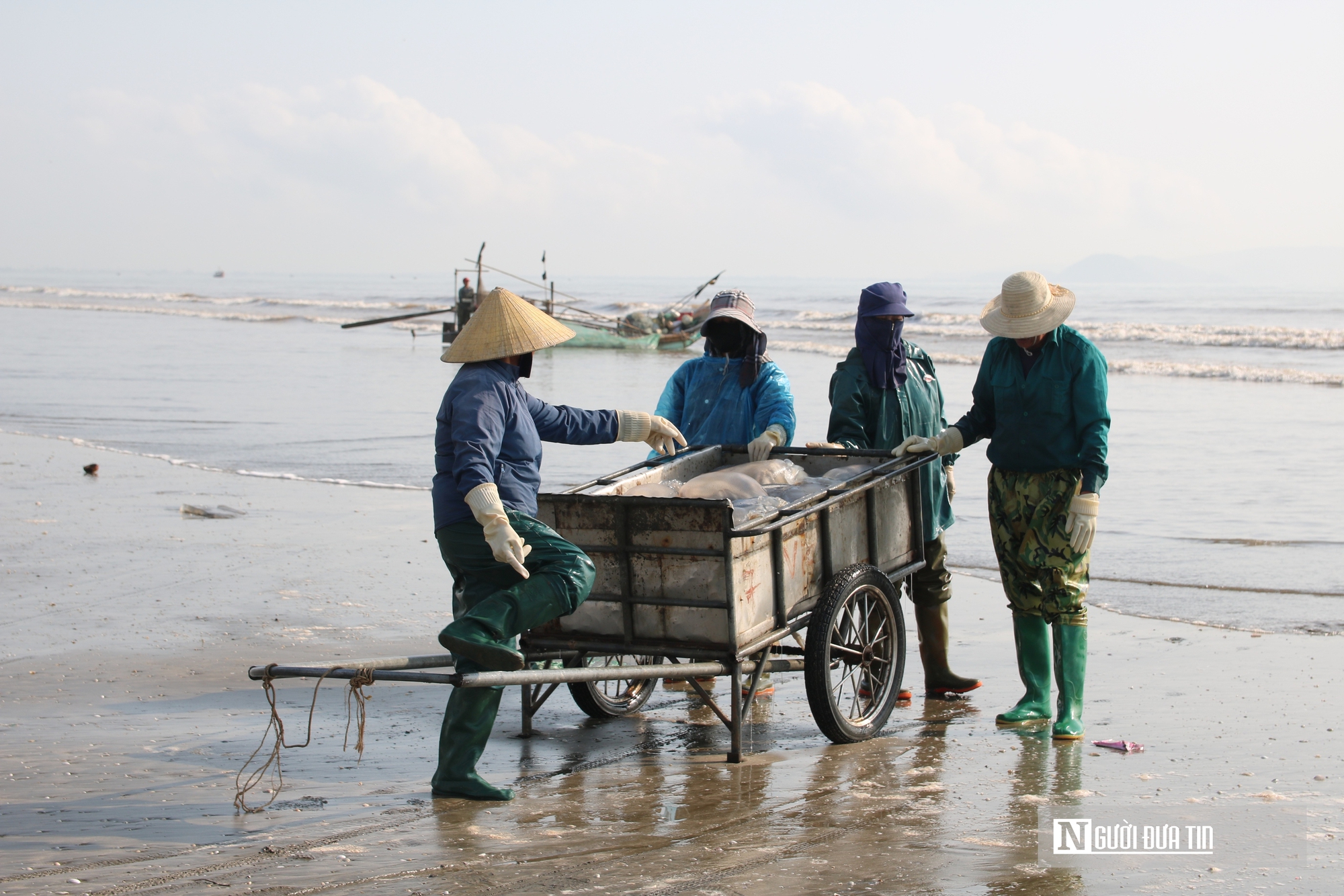 Săn "lộc biển", ngư dân bỏ túi vài triệu mỗi ngày- Ảnh 13. Săn "lộc biển", ngư dân bỏ túi vài triệu mỗi ngày- Ảnh 13.