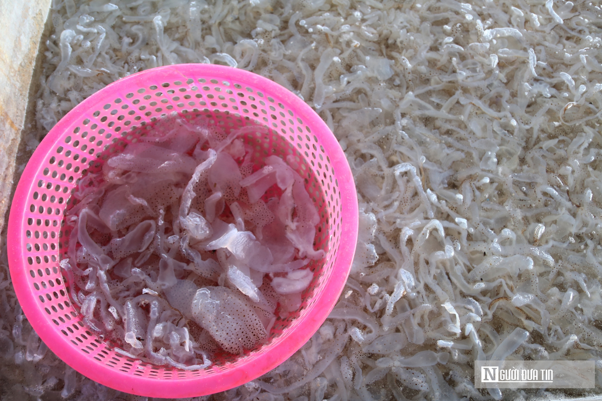 Săn "lộc biển", ngư dân bỏ túi vài triệu mỗi ngày- Ảnh 11. Săn "lộc biển", ngư dân bỏ túi vài triệu mỗi ngày- Ảnh 11.