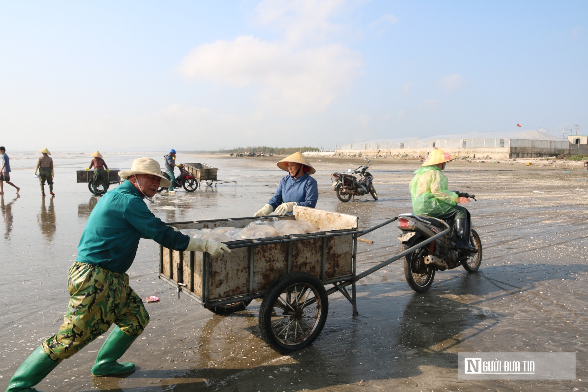 Săn "lộc biển", ngư dân bỏ túi vài triệu mỗi ngày- Ảnh 2. Săn "lộc biển", ngư dân bỏ túi vài triệu mỗi ngày- Ảnh 2.