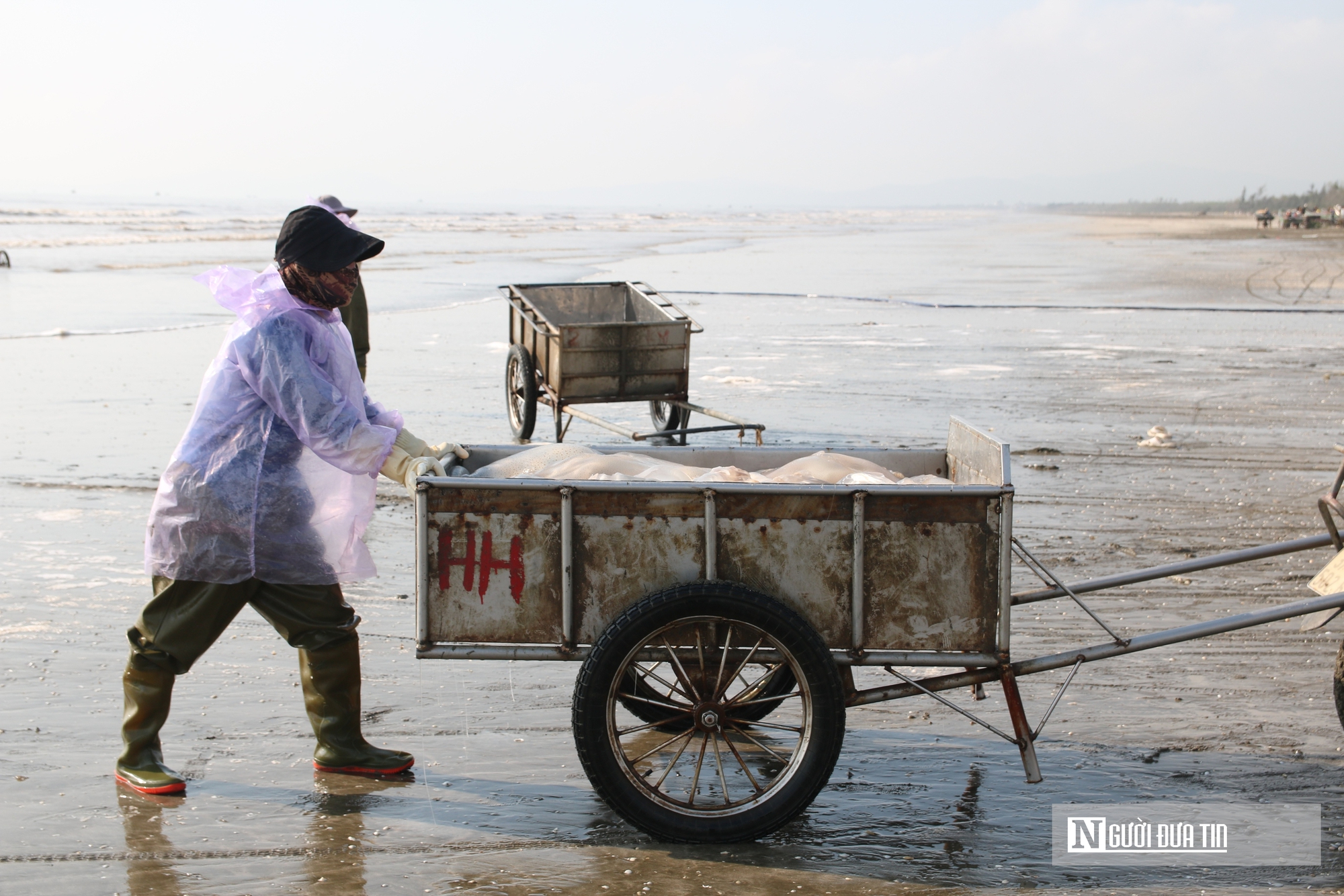 Săn "lộc biển", ngư dân bỏ túi vài triệu mỗi ngày- Ảnh 3. Săn "lộc biển", ngư dân bỏ túi vài triệu mỗi ngày- Ảnh 3.