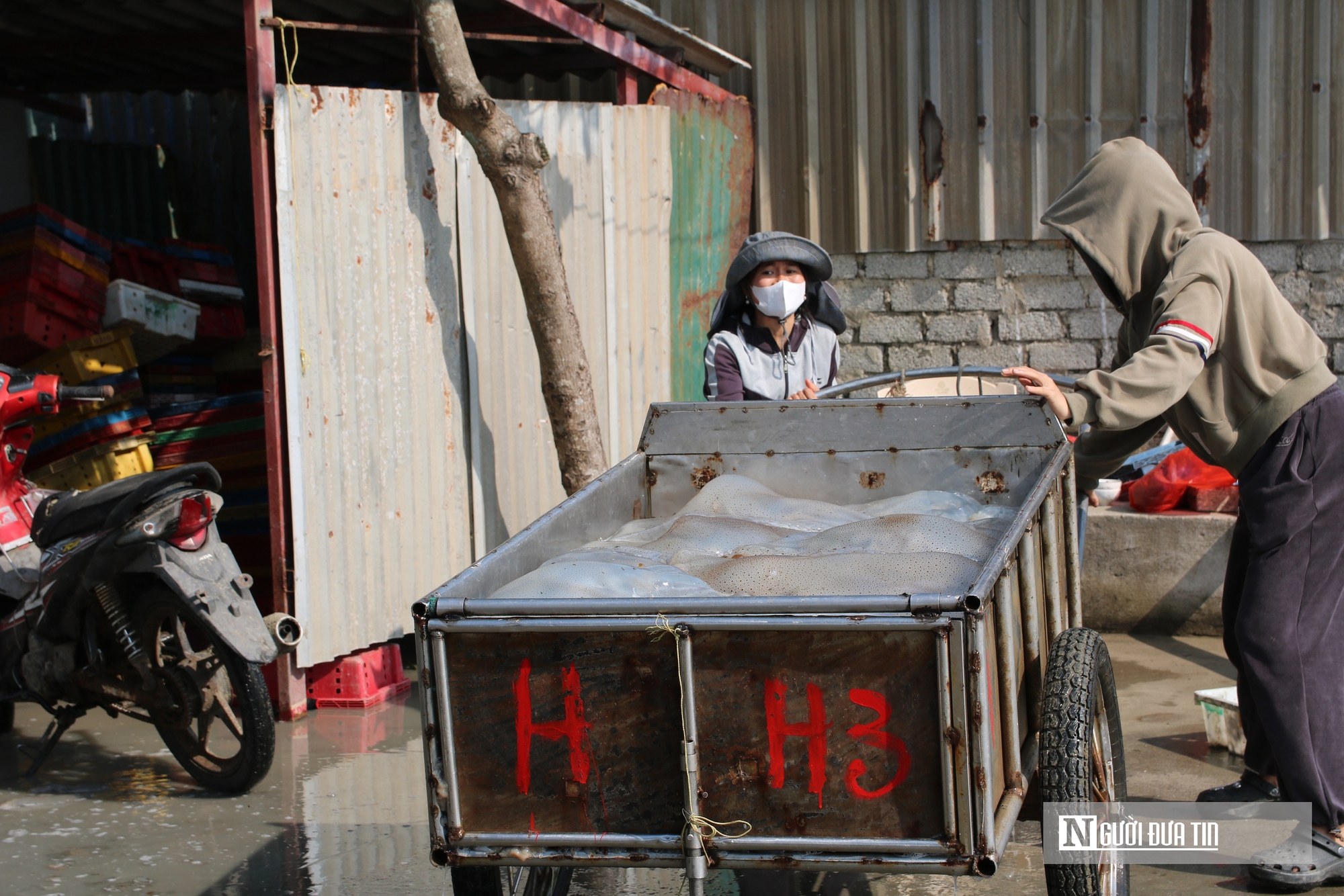 Săn "lộc biển", ngư dân bỏ túi vài triệu mỗi ngày- Ảnh 6. Săn "lộc biển", ngư dân bỏ túi vài triệu mỗi ngày- Ảnh 6.