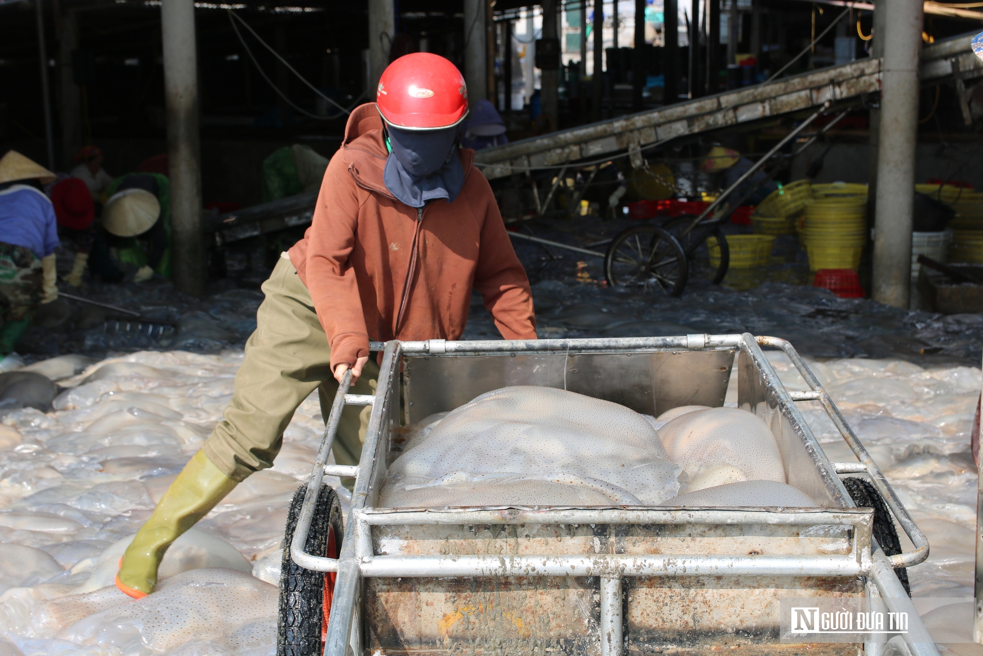 Săn "lộc biển", ngư dân bỏ túi vài triệu mỗi ngày- Ảnh 8. Săn "lộc biển", ngư dân bỏ túi vài triệu mỗi ngày- Ảnh 8.