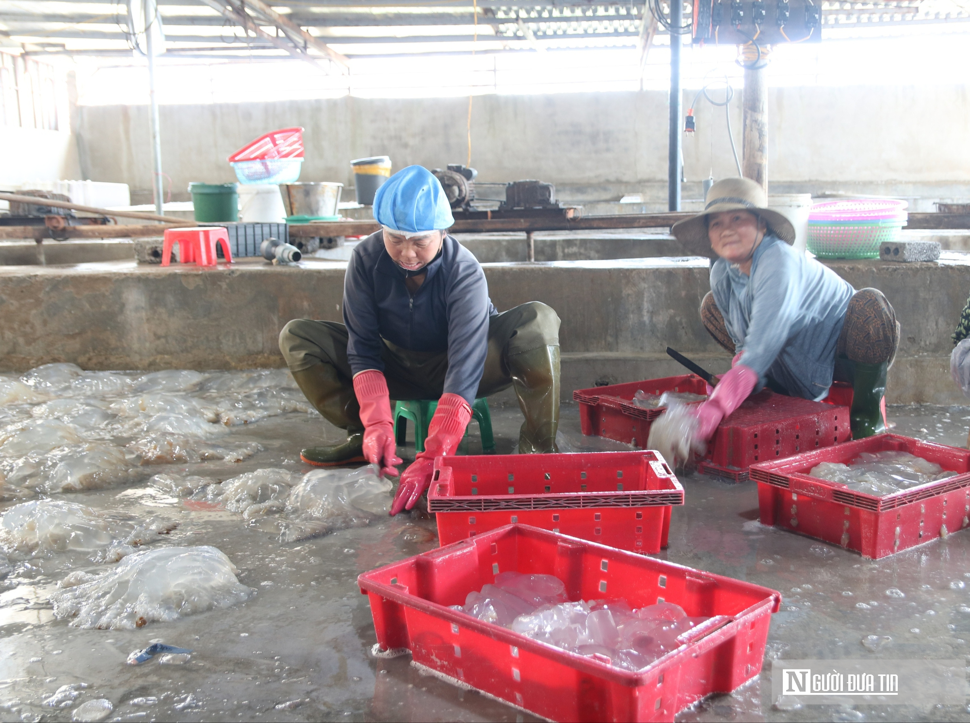 Săn "lộc biển", ngư dân bỏ túi vài triệu mỗi ngày- Ảnh 9. Săn "lộc biển", ngư dân bỏ túi vài triệu mỗi ngày- Ảnh 9.