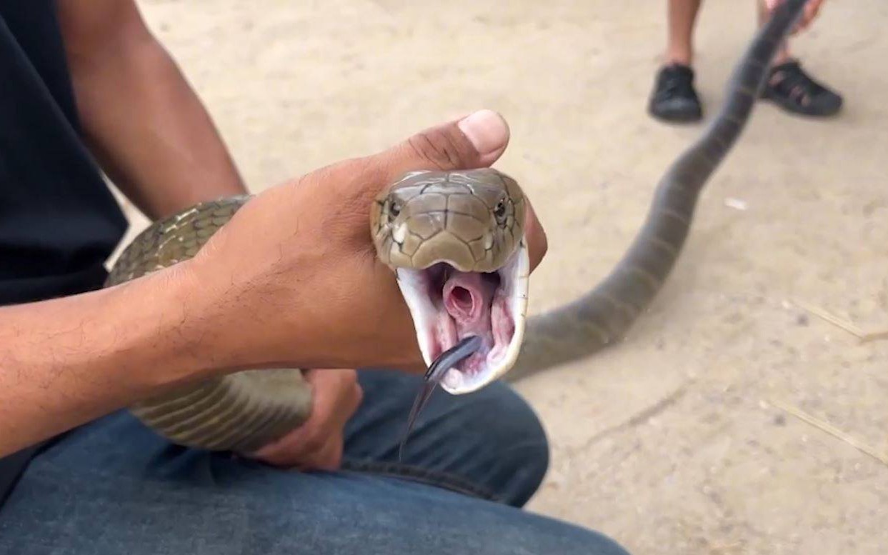 Rủ nhau v&agrave;o kh&aacute;ch sạn, cặp đ&ocirc;i hoảng sợ thấy con vật "đ&aacute;ng sợ" b&ograve; tr&ecirc;n giường - Ảnh 2.