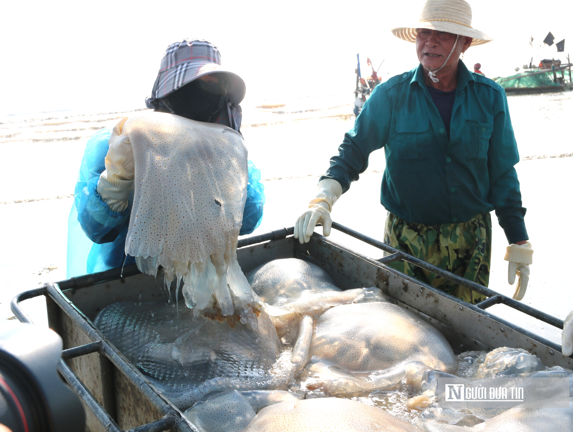 Săn "lộc biển", ngư dân bỏ túi vài triệu mỗi ngày- Ảnh 5. Săn "lộc biển", ngư dân bỏ túi vài triệu mỗi ngày- Ảnh 5.