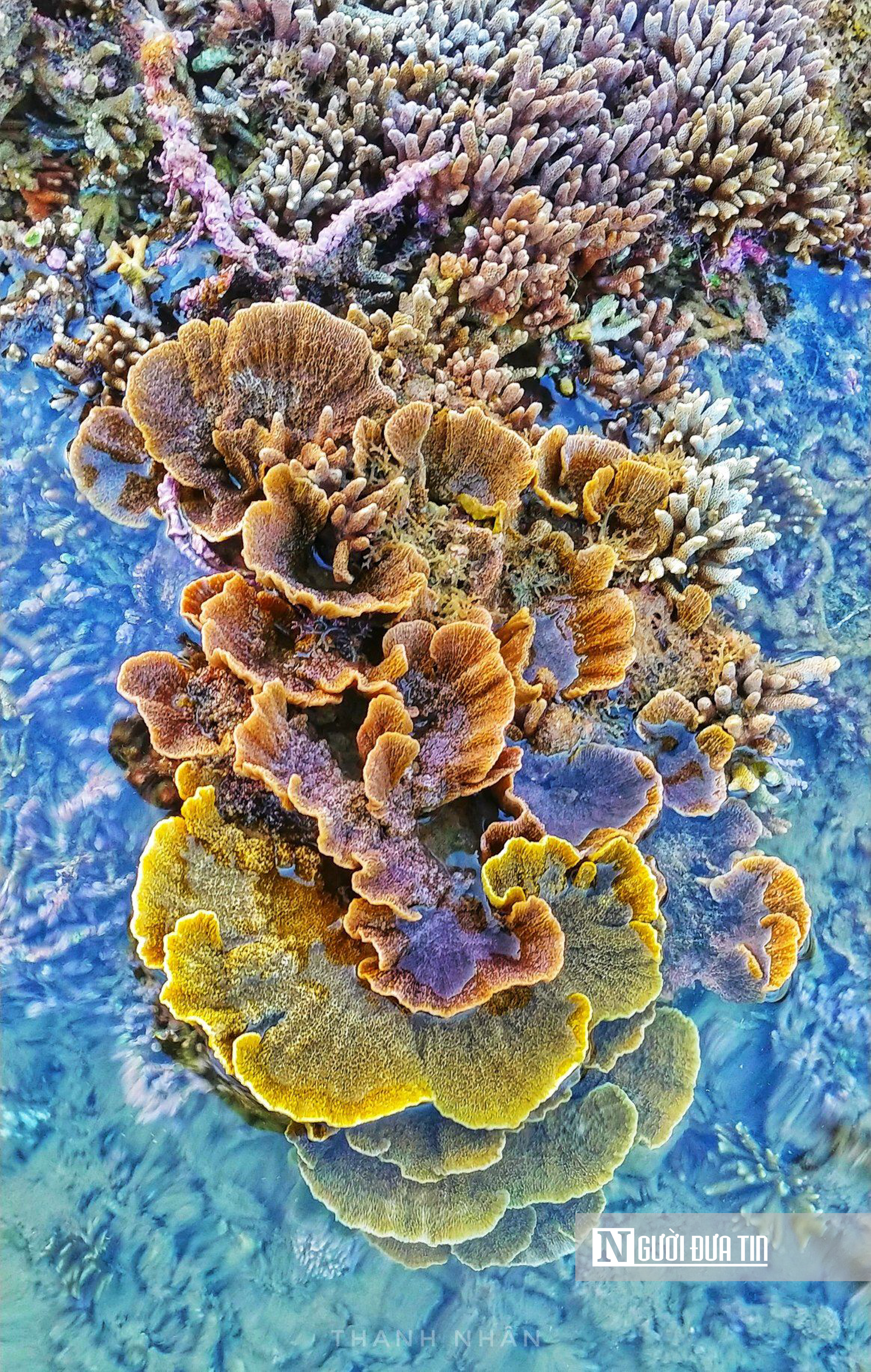 Ngắm vẻ đẹp hiếm c&oacute; của H&ograve;n Yến, nơi chẳng cần lặn biển vẫn c&oacute; thể ngắm san h&ocirc;- Ảnh 9.