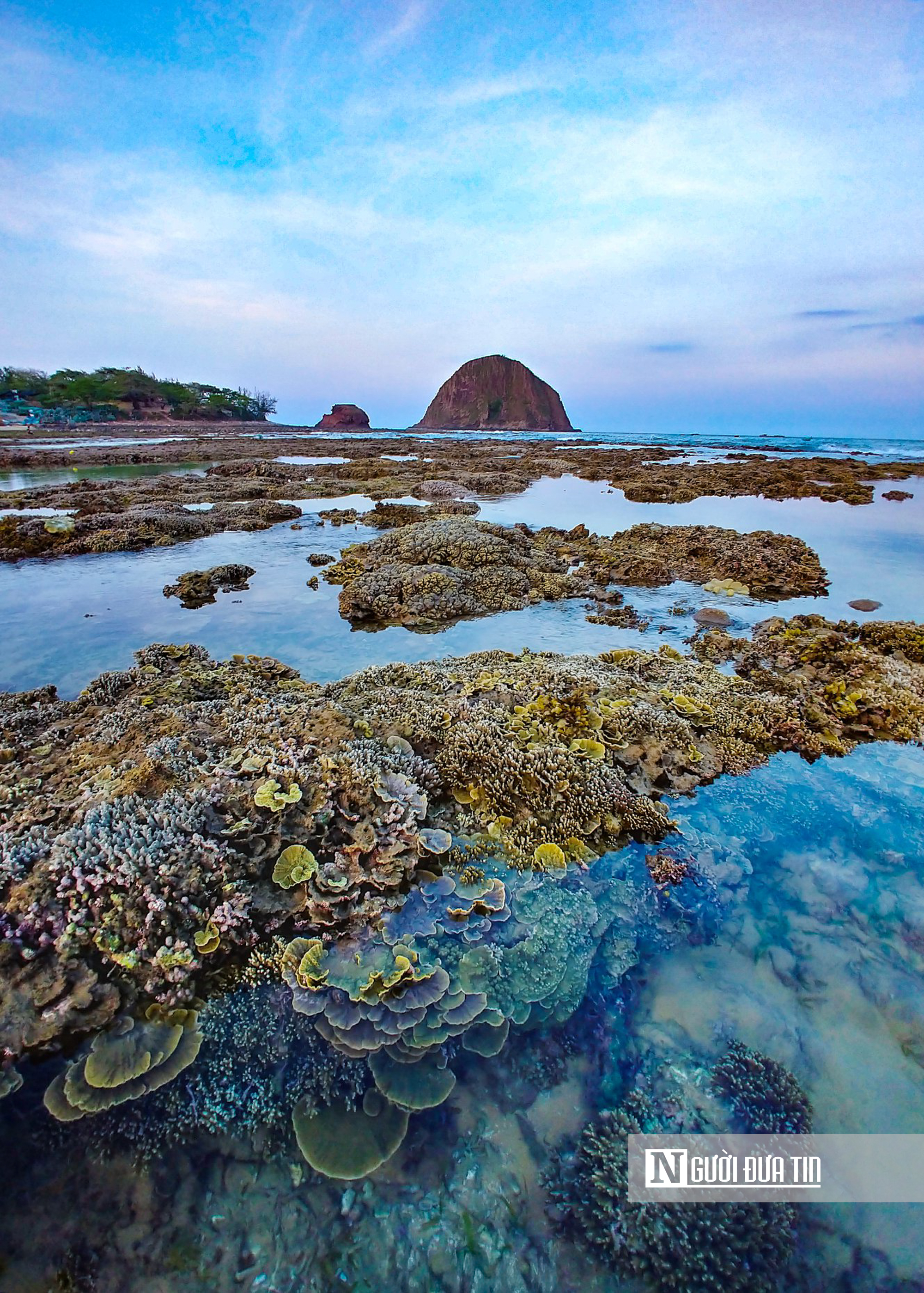 Ngắm vẻ đẹp hiếm c&oacute; của H&ograve;n Yến, nơi chẳng cần lặn biển vẫn c&oacute; thể ngắm san h&ocirc;- Ảnh 10.