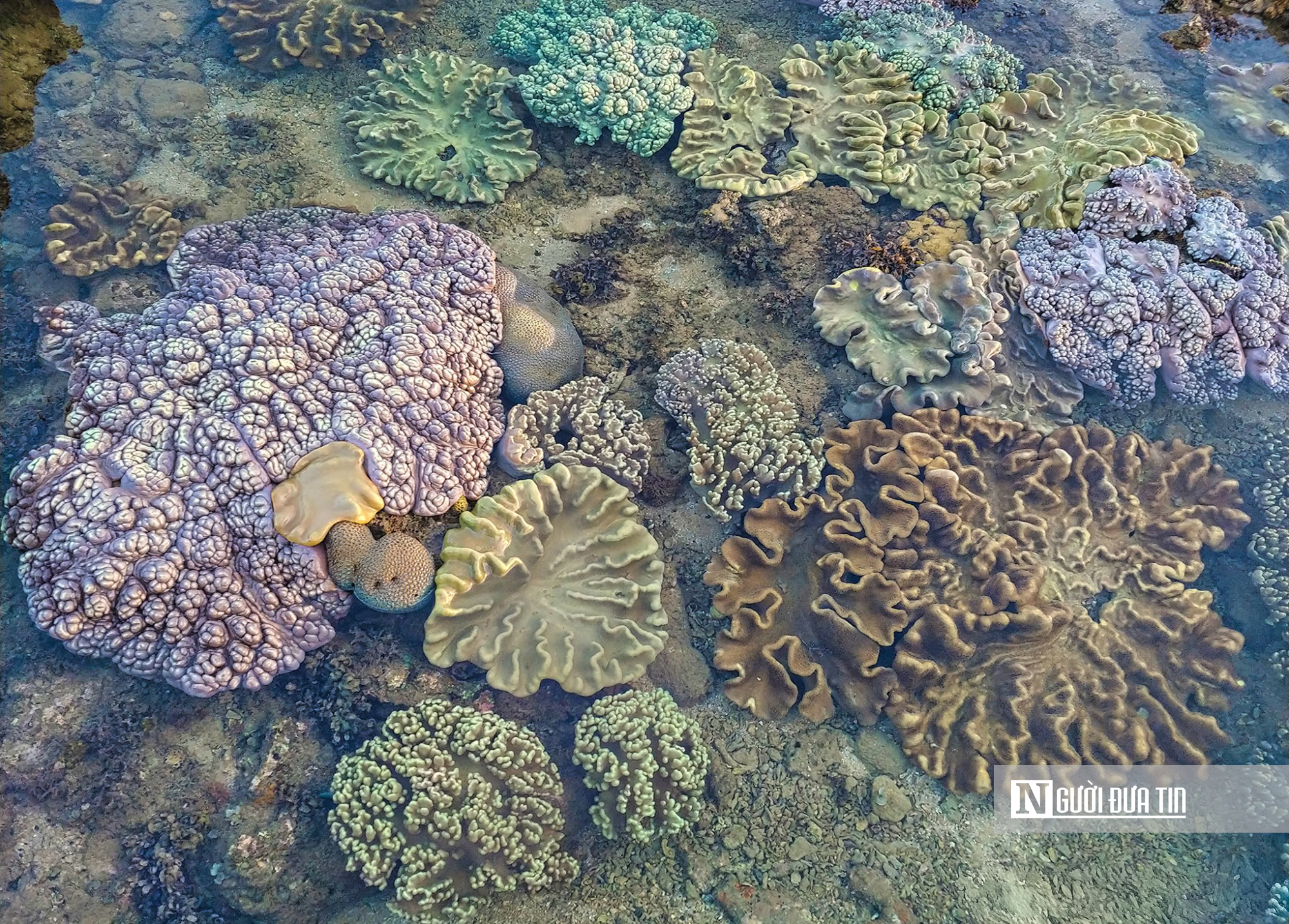 Ngắm vẻ đẹp hiếm c&oacute; của H&ograve;n Yến, nơi chẳng cần lặn biển vẫn c&oacute; thể ngắm san h&ocirc;- Ảnh 12.
