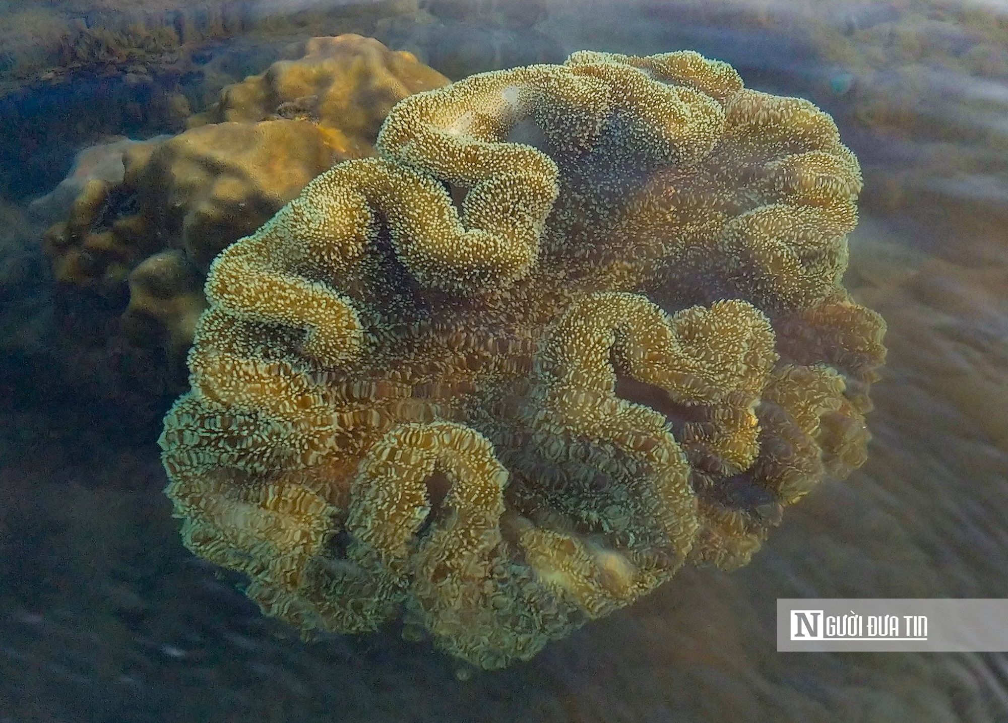 Ngắm vẻ đẹp hiếm c&oacute; của H&ograve;n Yến, nơi chẳng cần lặn biển vẫn c&oacute; thể ngắm san h&ocirc;- Ảnh 13.