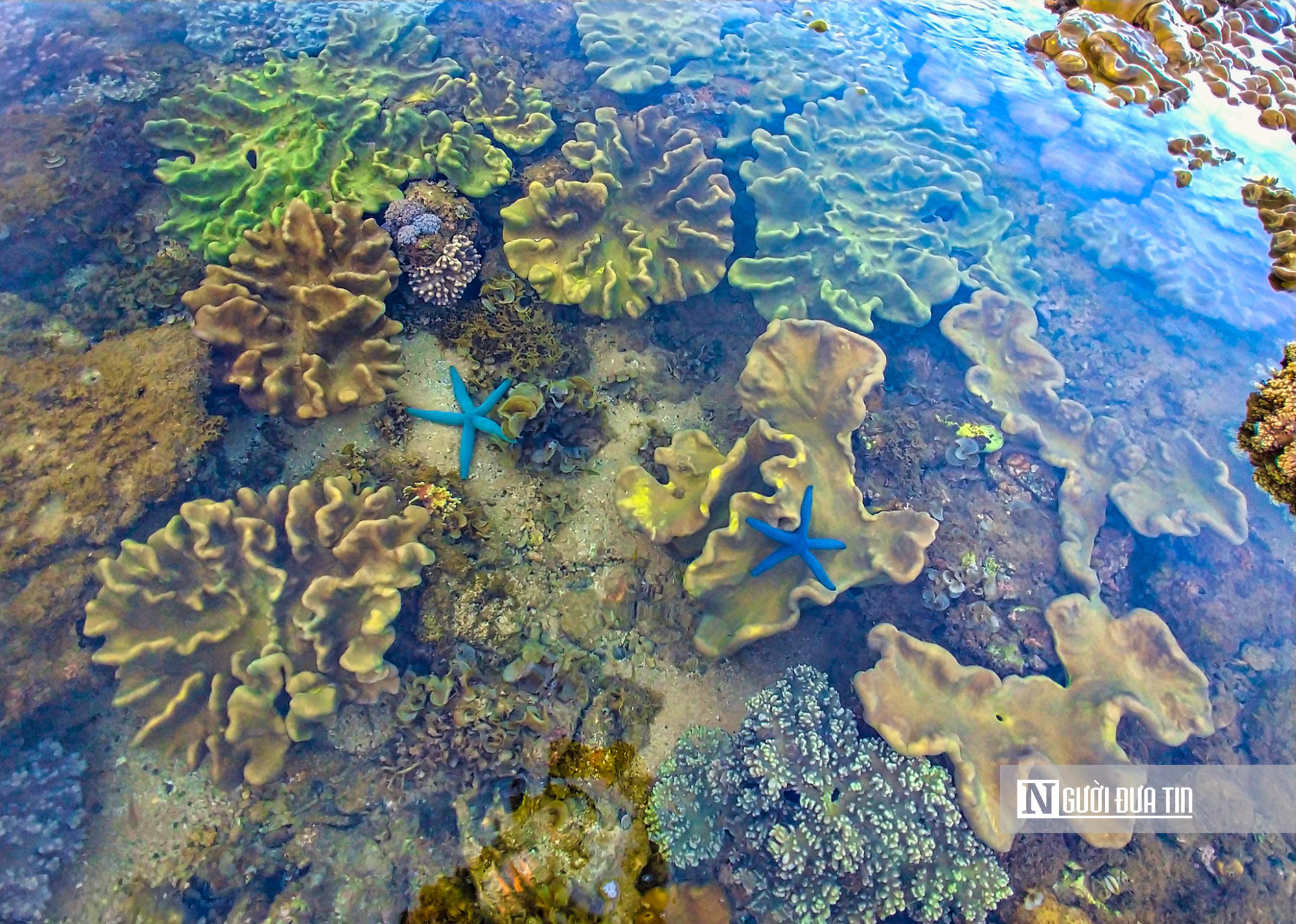 Ngắm vẻ đẹp hiếm c&oacute; của H&ograve;n Yến, nơi chẳng cần lặn biển vẫn c&oacute; thể ngắm san h&ocirc;- Ảnh 11.