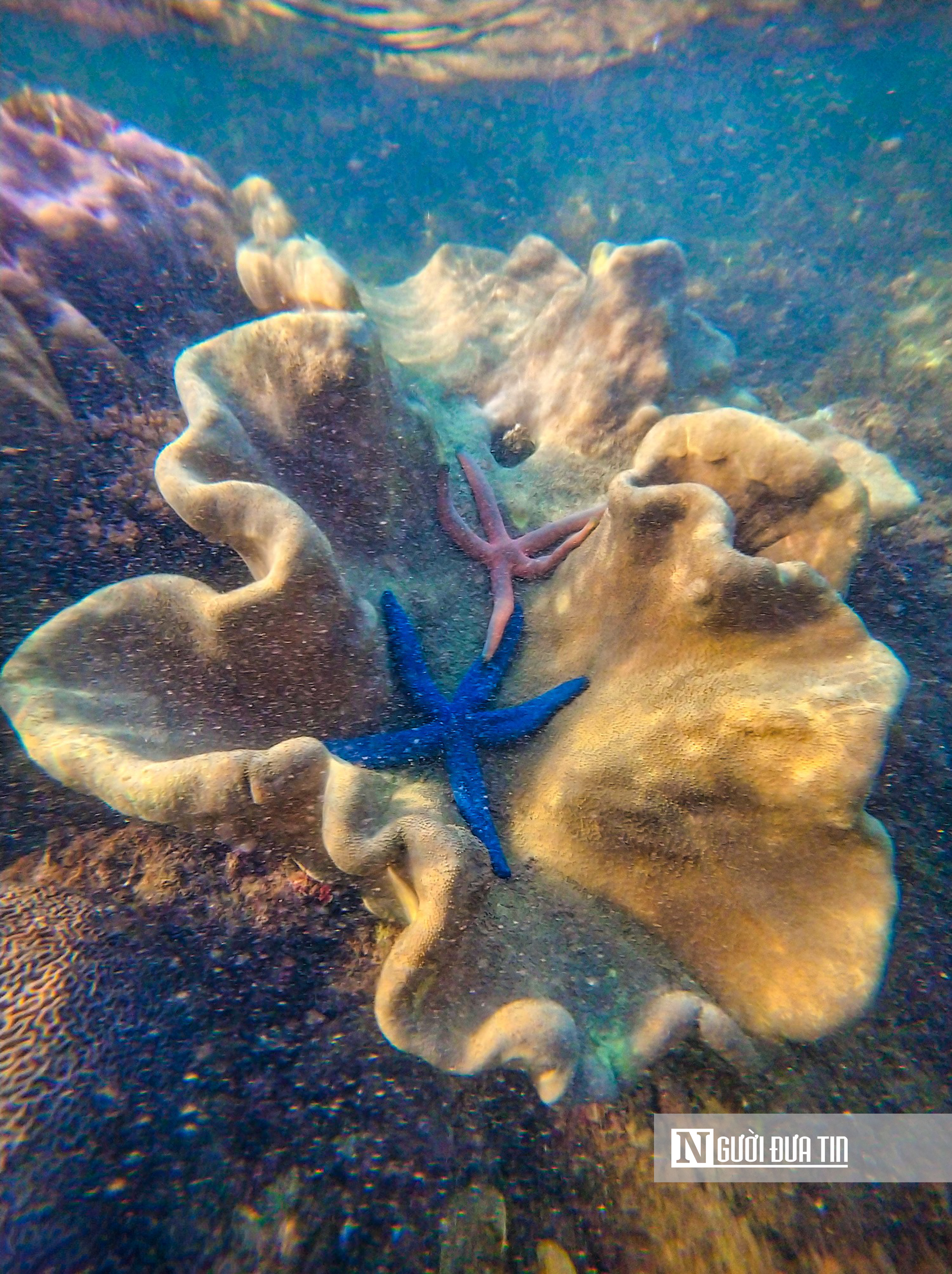 Ngắm vẻ đẹp hiếm c&oacute; của H&ograve;n Yến, nơi chẳng cần lặn biển vẫn c&oacute; thể ngắm san h&ocirc;- Ảnh 14.