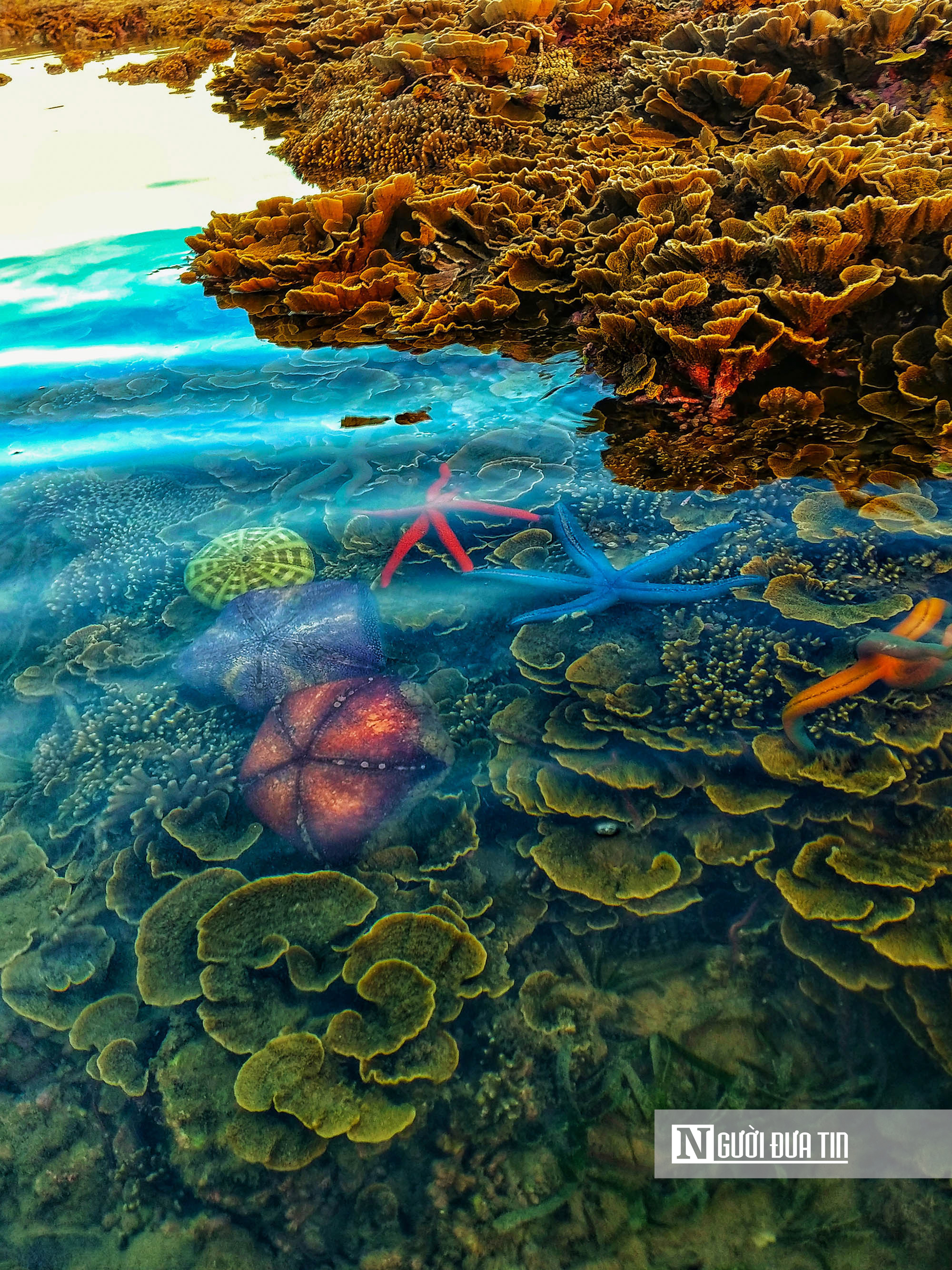 Ngắm vẻ đẹp hiếm c&oacute; của H&ograve;n Yến, nơi chẳng cần lặn biển vẫn c&oacute; thể ngắm san h&ocirc;- Ảnh 15.