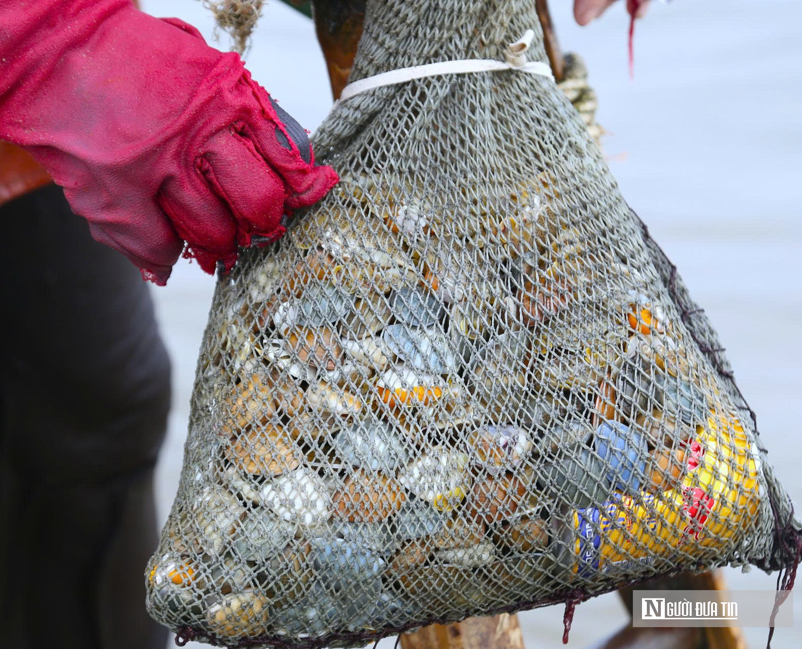 Cận cảnh nhọc nhằn nghề khom lưng trong s&oacute;ng biển kiếm ngao mưu sinh- Ảnh 5.