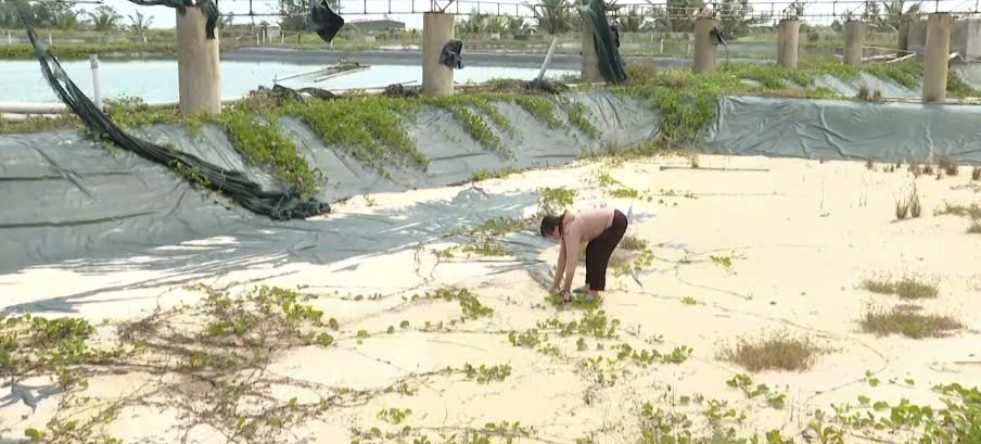 Chưa kịp “đổi đời” đã ôm khoản nợ tiền tỷ vì nuôi tôm- Ảnh 2.