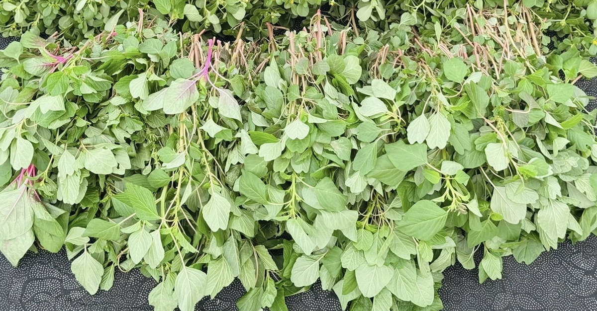 Loại rau bổ ngang thịt bò, trời Tây quý như 