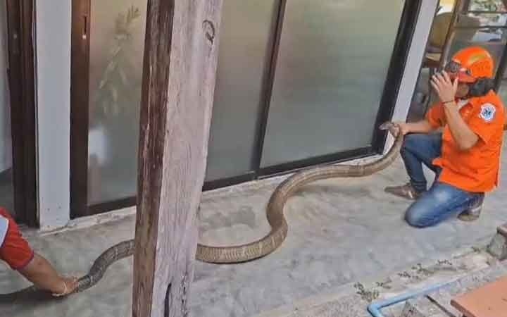 Đang chơi ngo&agrave;i s&acirc;n, người d&acirc;n ph&aacute;t hiện cảnh tượng "nổi da g&agrave;" - Ảnh 2.