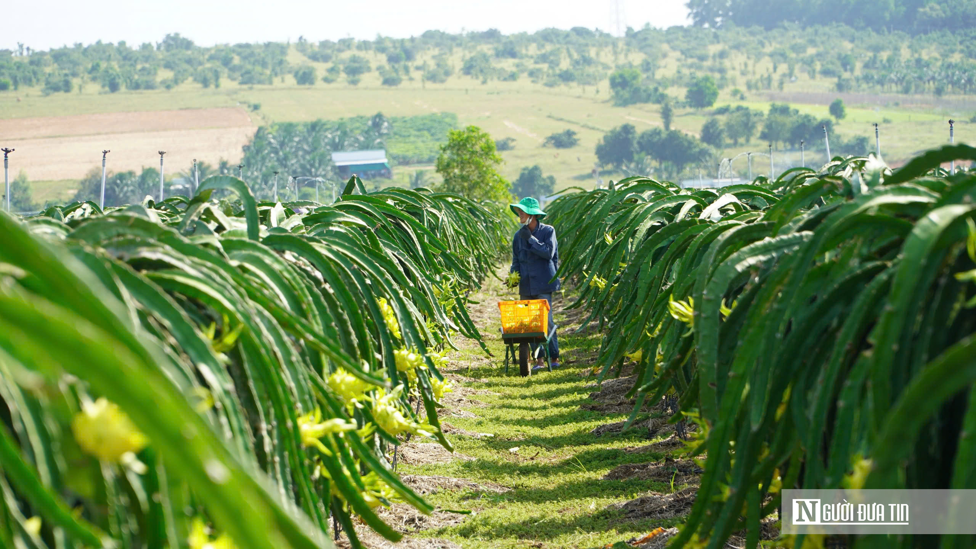 Đổi mới quy định công nhận nông thôn mới giai đoạn 2026-2030
- Ảnh 1. Đổi mới quy định công nhận nông thôn mới giai đoạn 2026-2030
- Ảnh 1.