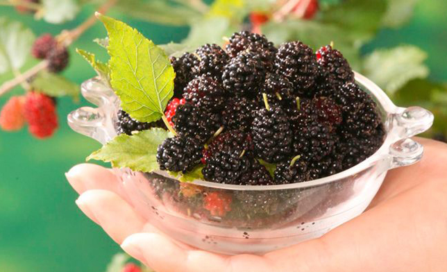 Loại quả siêu dinh dưỡng, bổ ngang nhân sâm giá lại cực rẻ đang vào mùa - Ảnh 4.