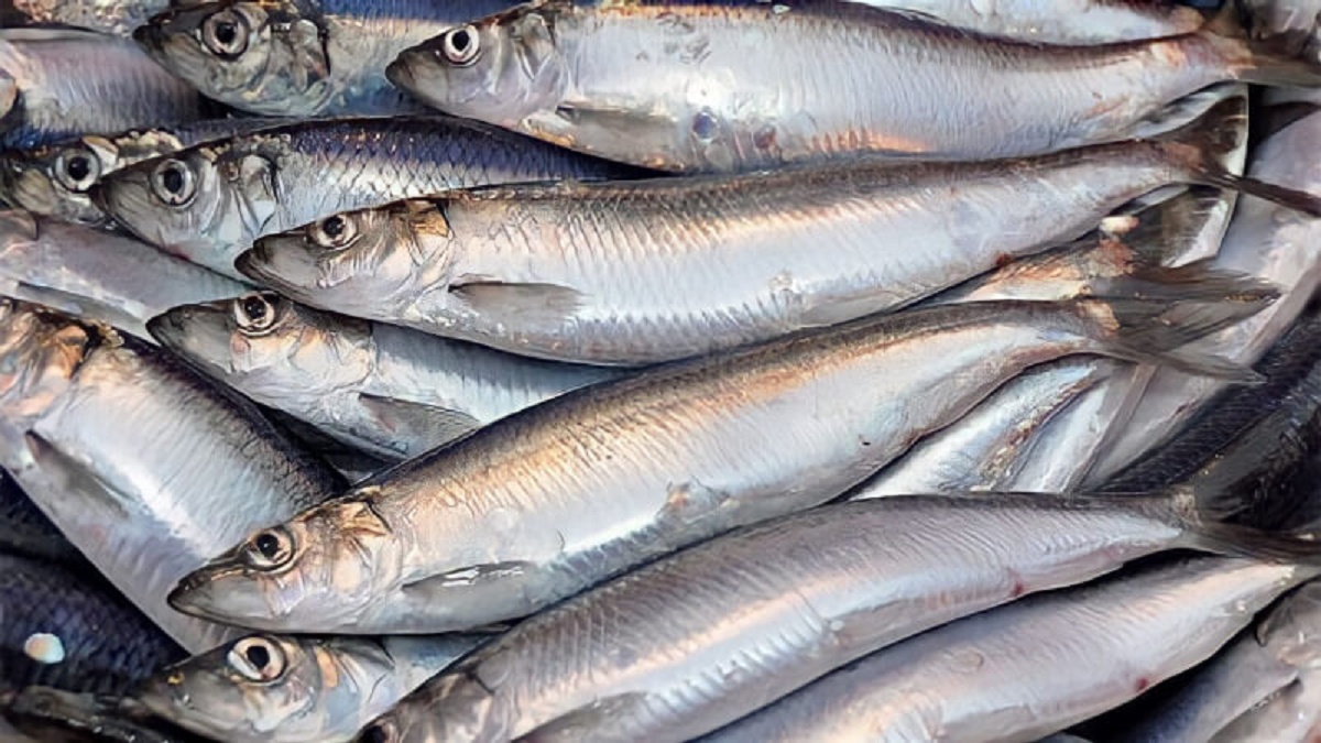 Chuyên gia Mỹ khen loại cá 