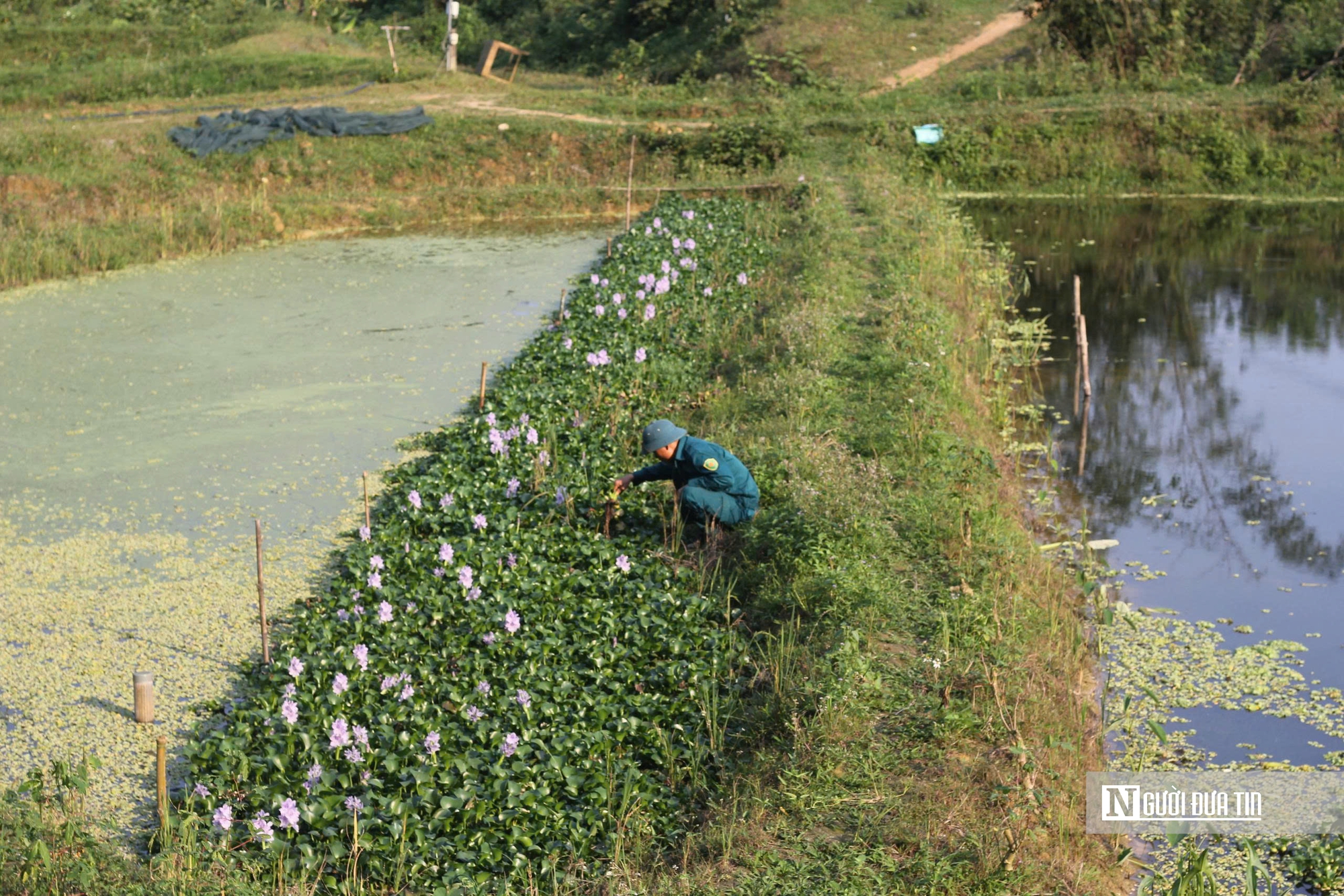Hà Tĩnh: Nuôi con “vàng đen”, người nông dân nhẹ nhàng nhặt lên kiếm tiền triệu - Ảnh 5.
