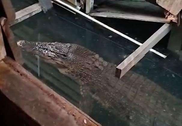 Đi bơi, bé trai la hét khi bị thứ đáng sợ cắn trên sông - Ảnh 1.