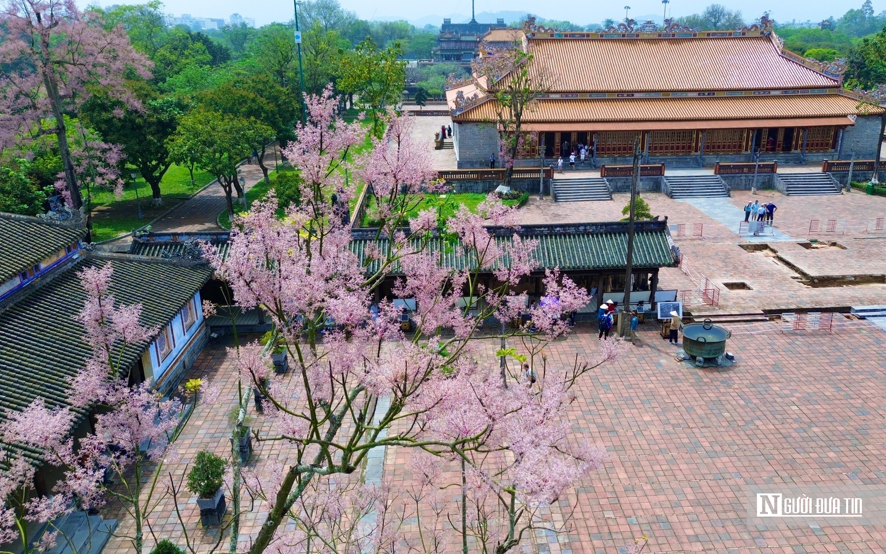 Ngô Đồng - Loài 'Vương Giả Chi Hoa' Khoe Sắc Hồng Tím Tại Hoàng Thành Huế