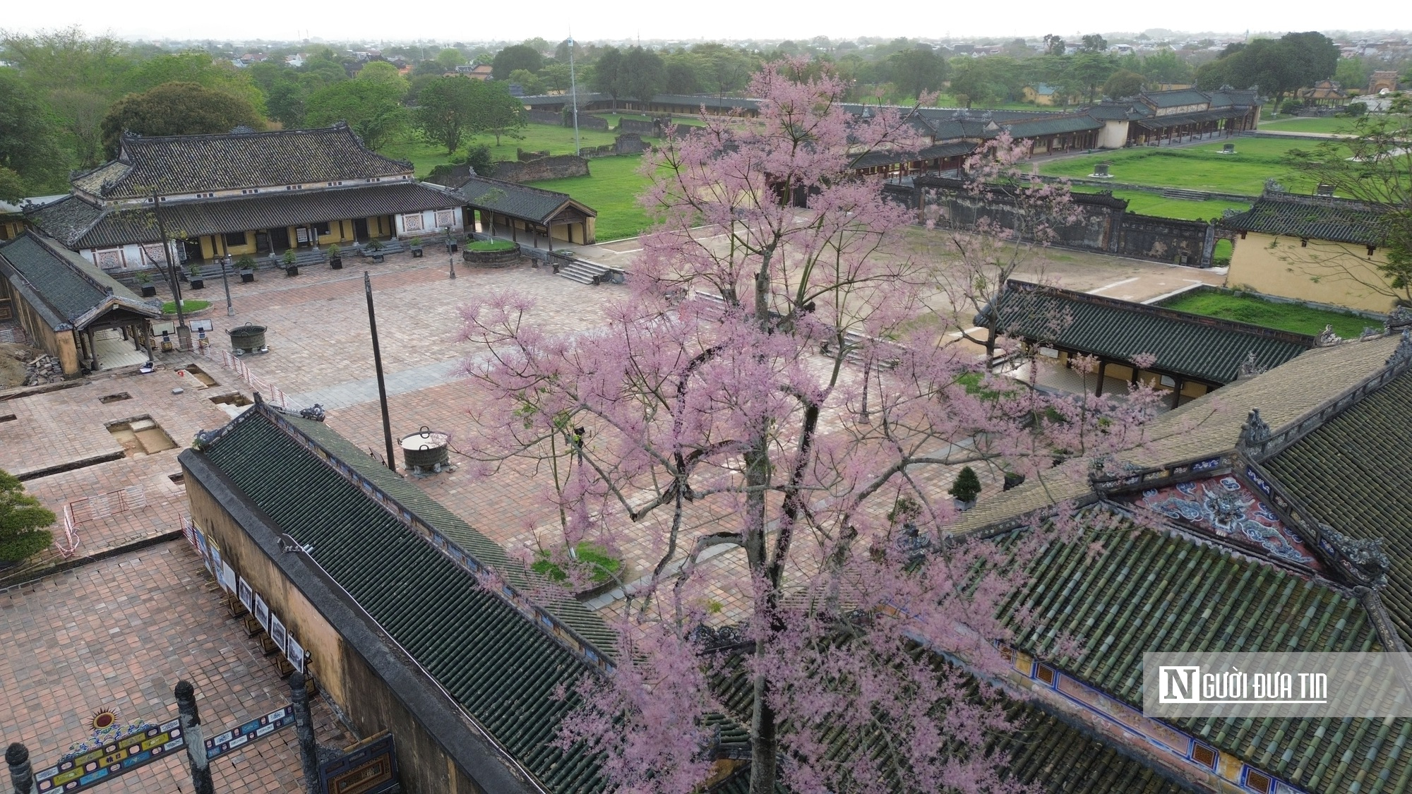 L&yacute; do "vương giả chi hoa" được trồng trong Ho&agrave;ng th&agrave;nh Huế - Ảnh 1.